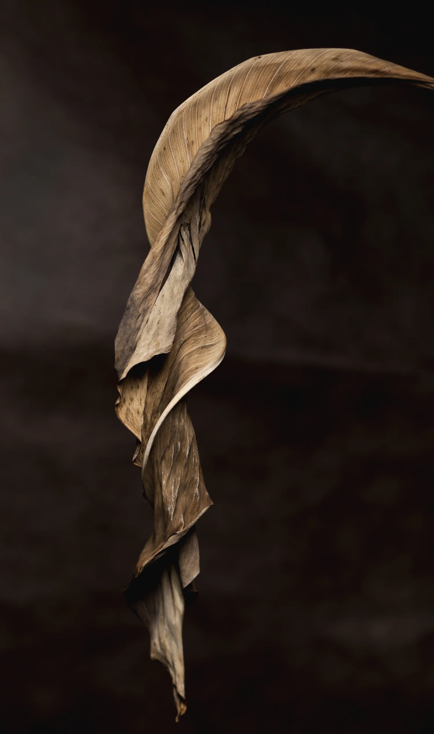 Leaf #1