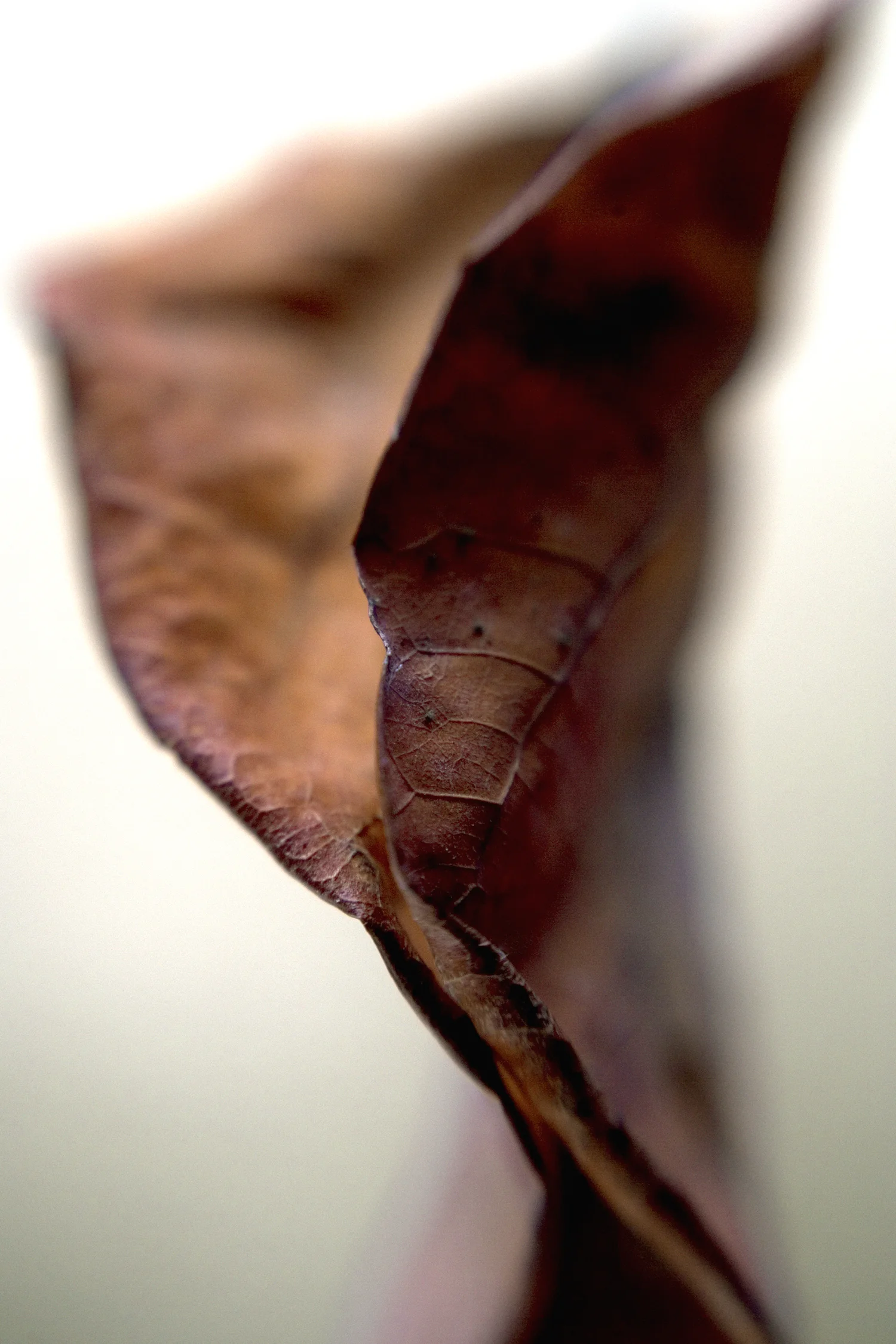 Leaf #3