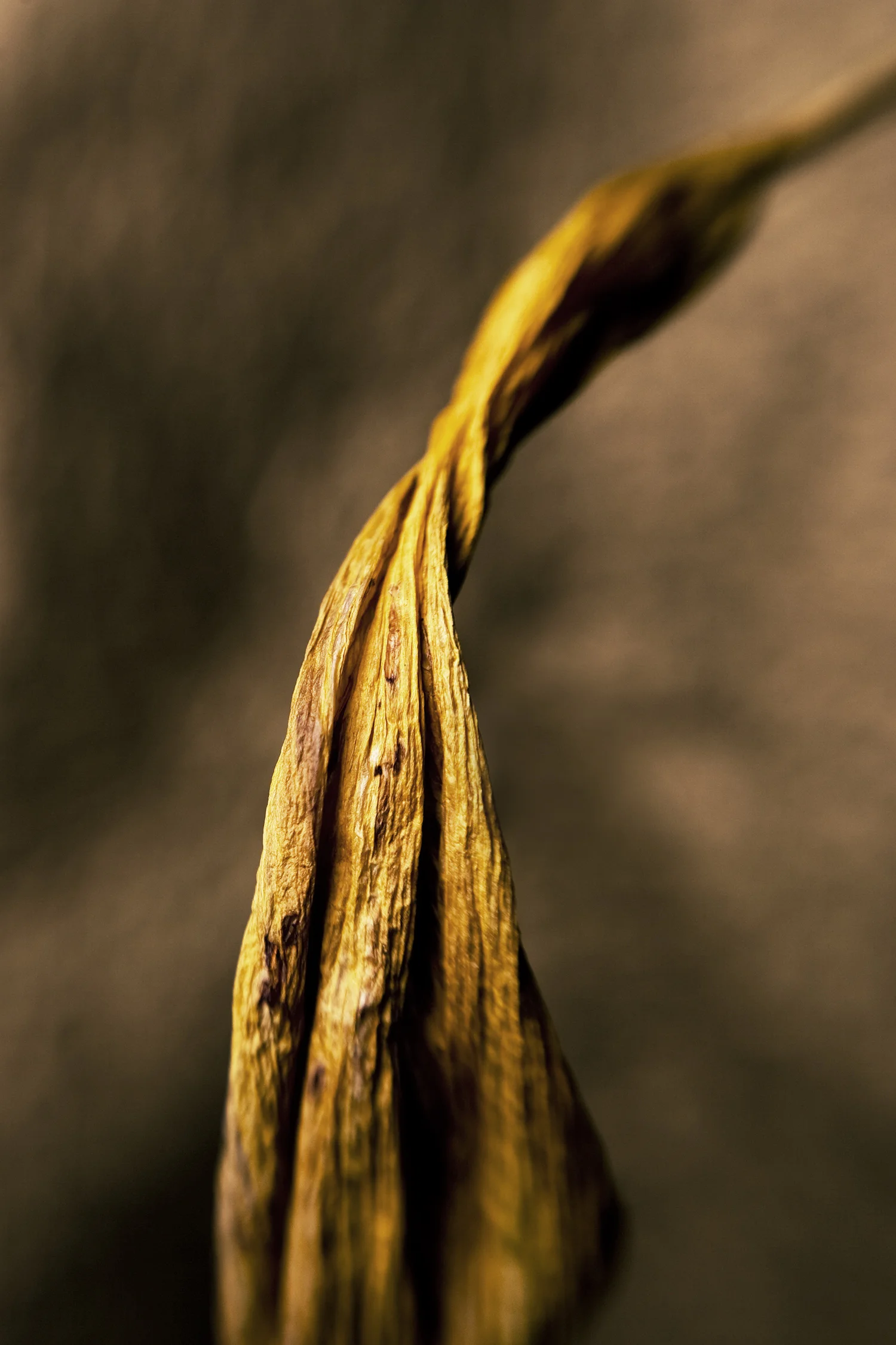 Leaf #4