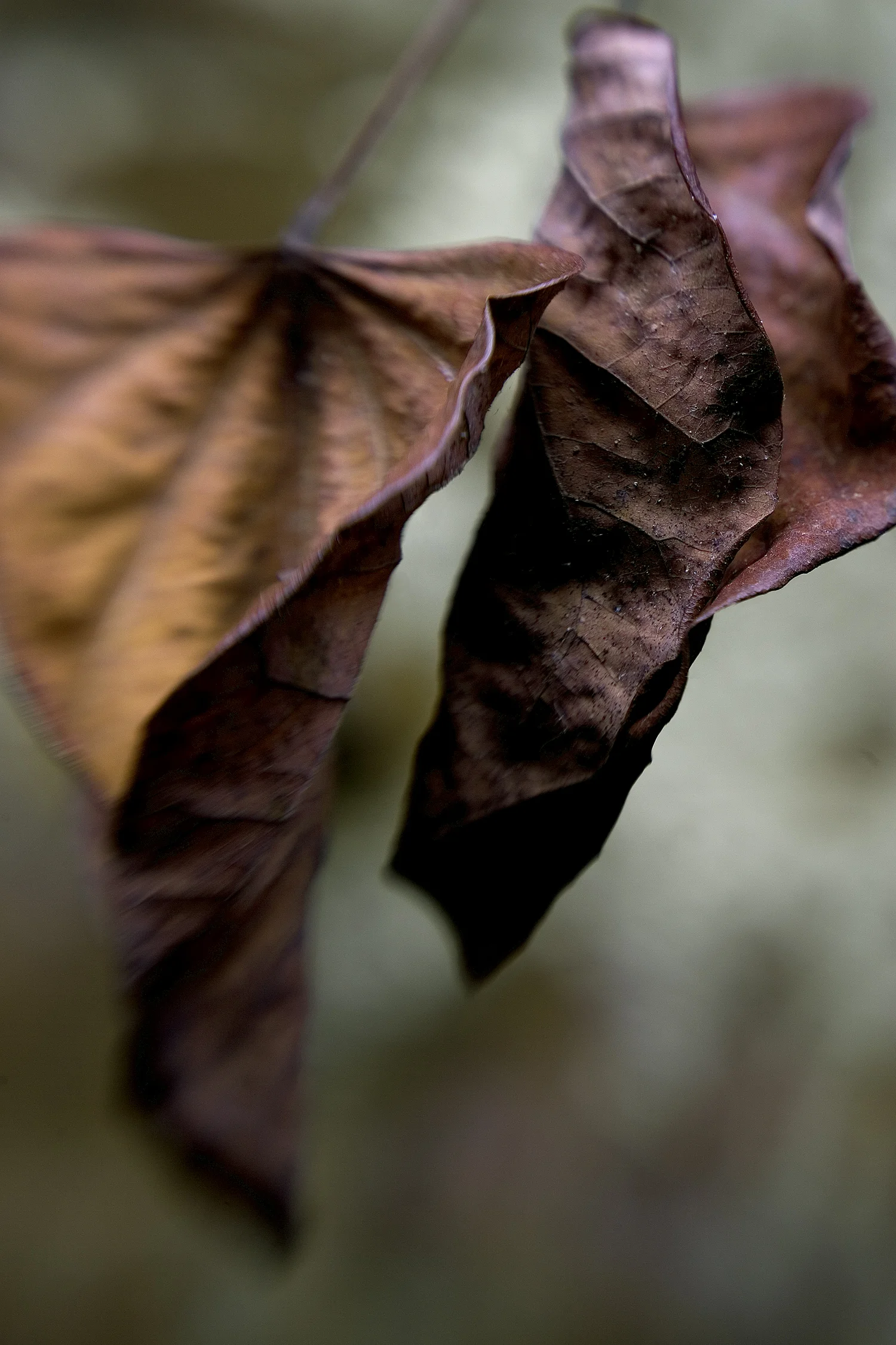 Leaf #9