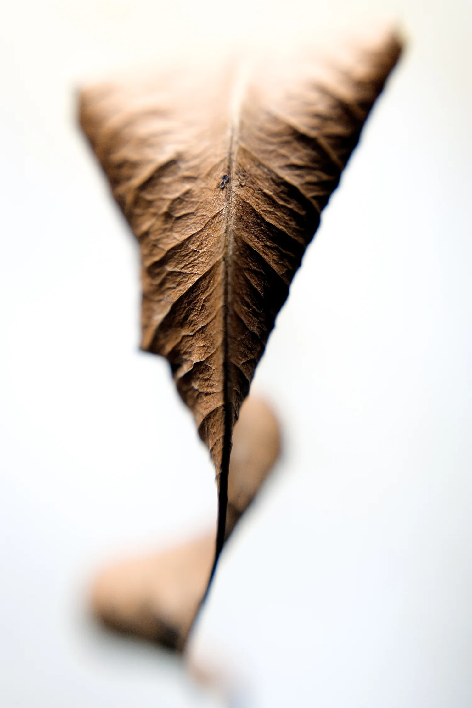 Leaf #10