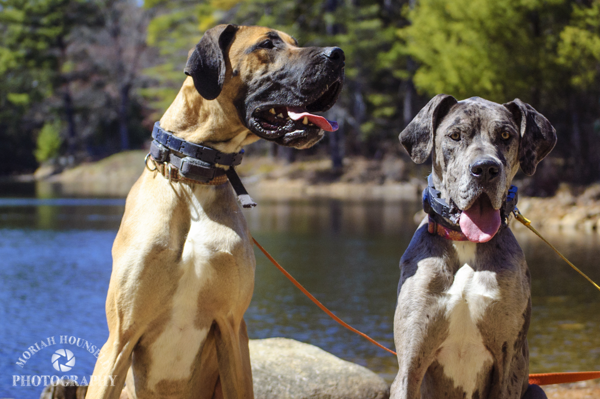 Sampson and Sapphire