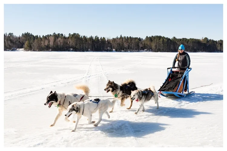 sled dogs and musher across frozen lake