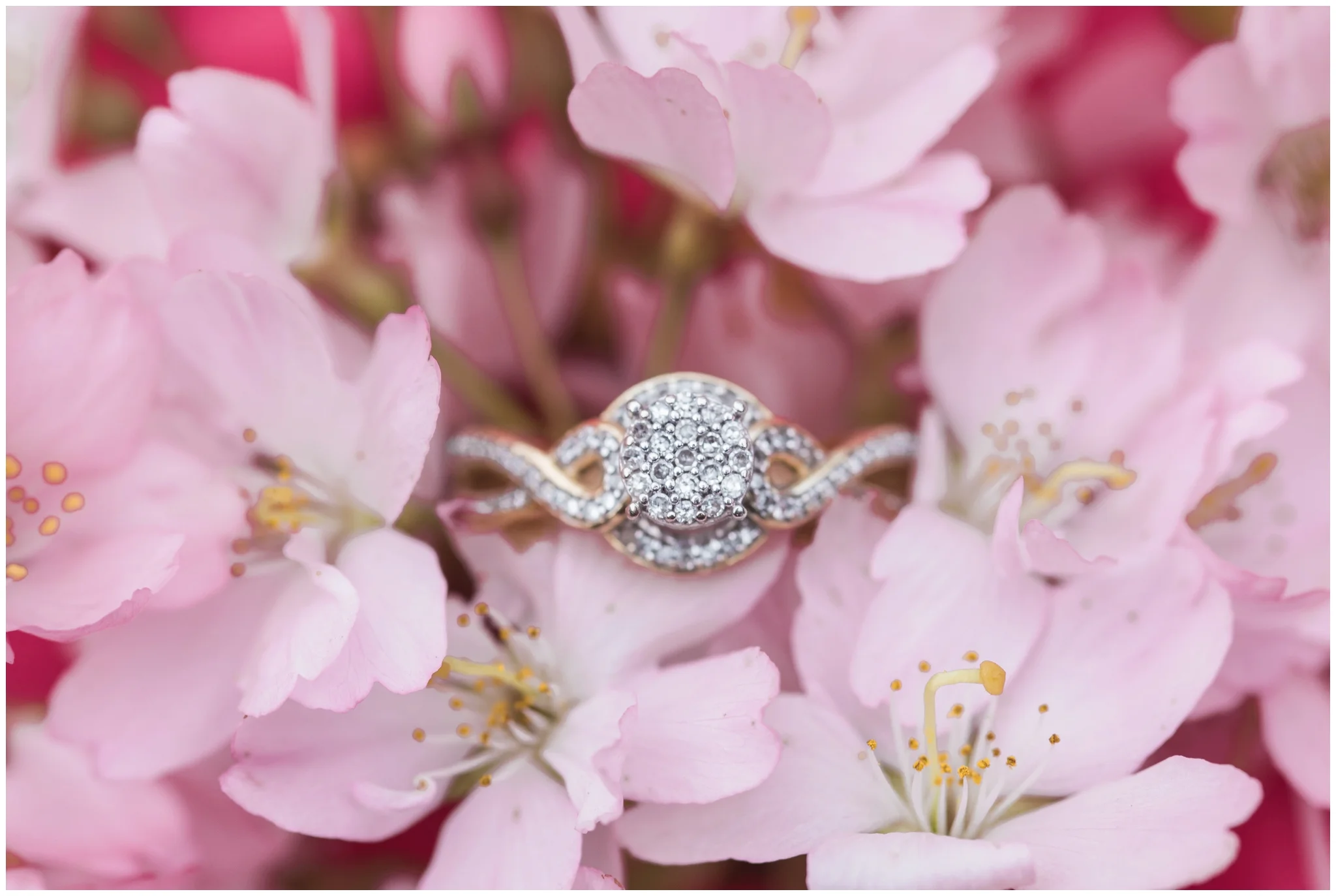 Christian & Vanessa's Bellingham Cherry Blossom engagement