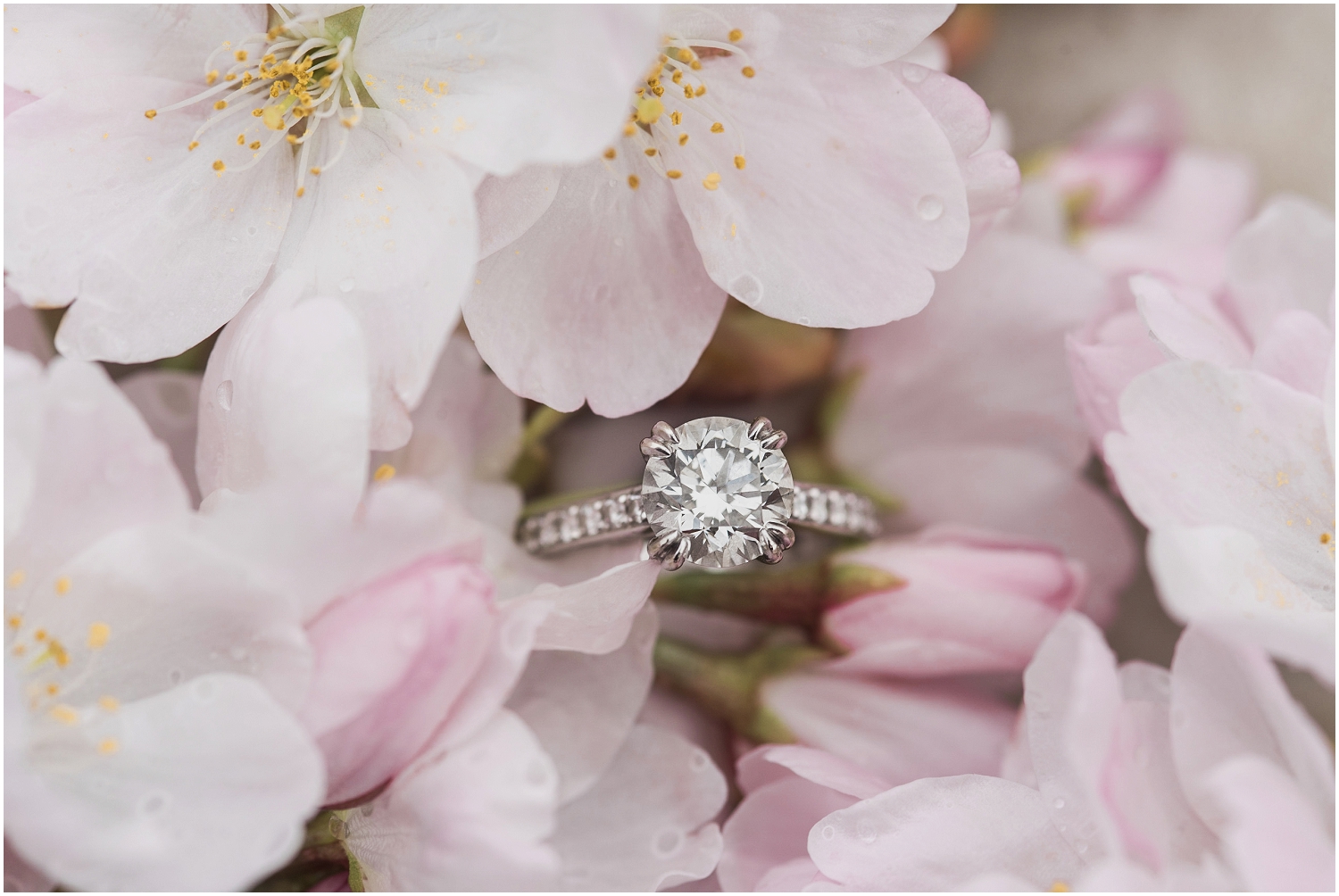  Everett Engagement, Engagment Photographer, Award Winning Photographer, Cherry Blossoms, Pacific Northwest Engagment Photographer 