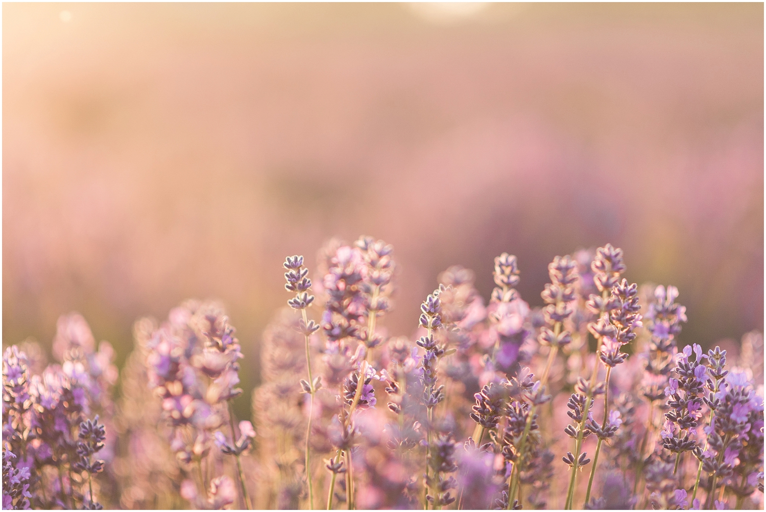  Whidbey Island, PNW Engagment Photographer, Lavendar Farm, Rose Gold, Romantic Photography, Ebeys Landing, Sunset 