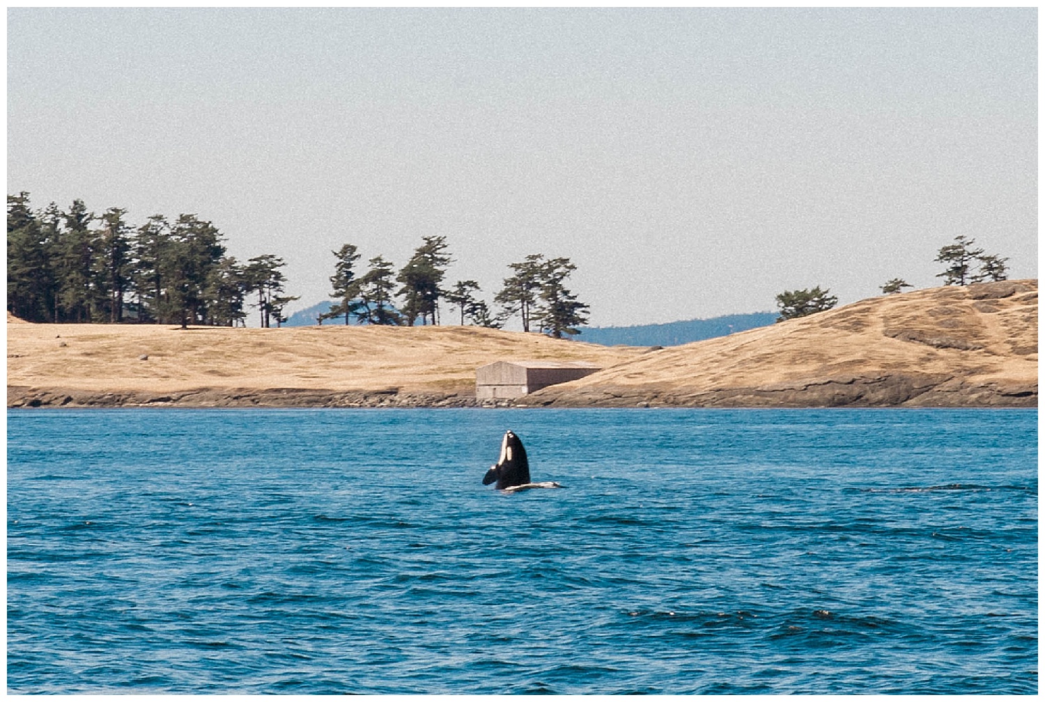 San Juan Island, Whale Watching Charter Wedding, Friday Harbor, 