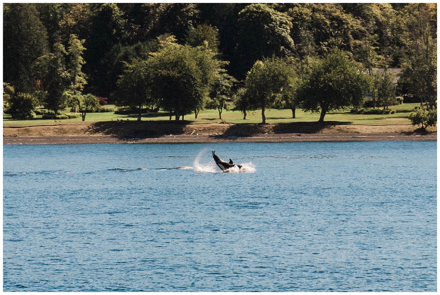 San Juan Island, Whale Watching Charter Wedding, Friday Harbor, 