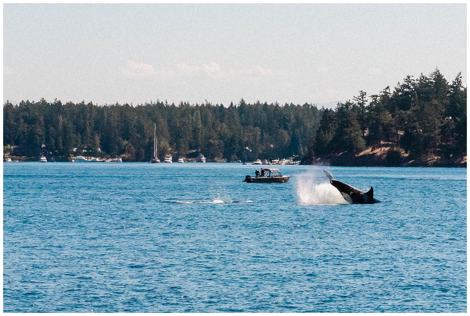 San Juan Island, Whale Watching Charter Wedding, Friday Harbor, 