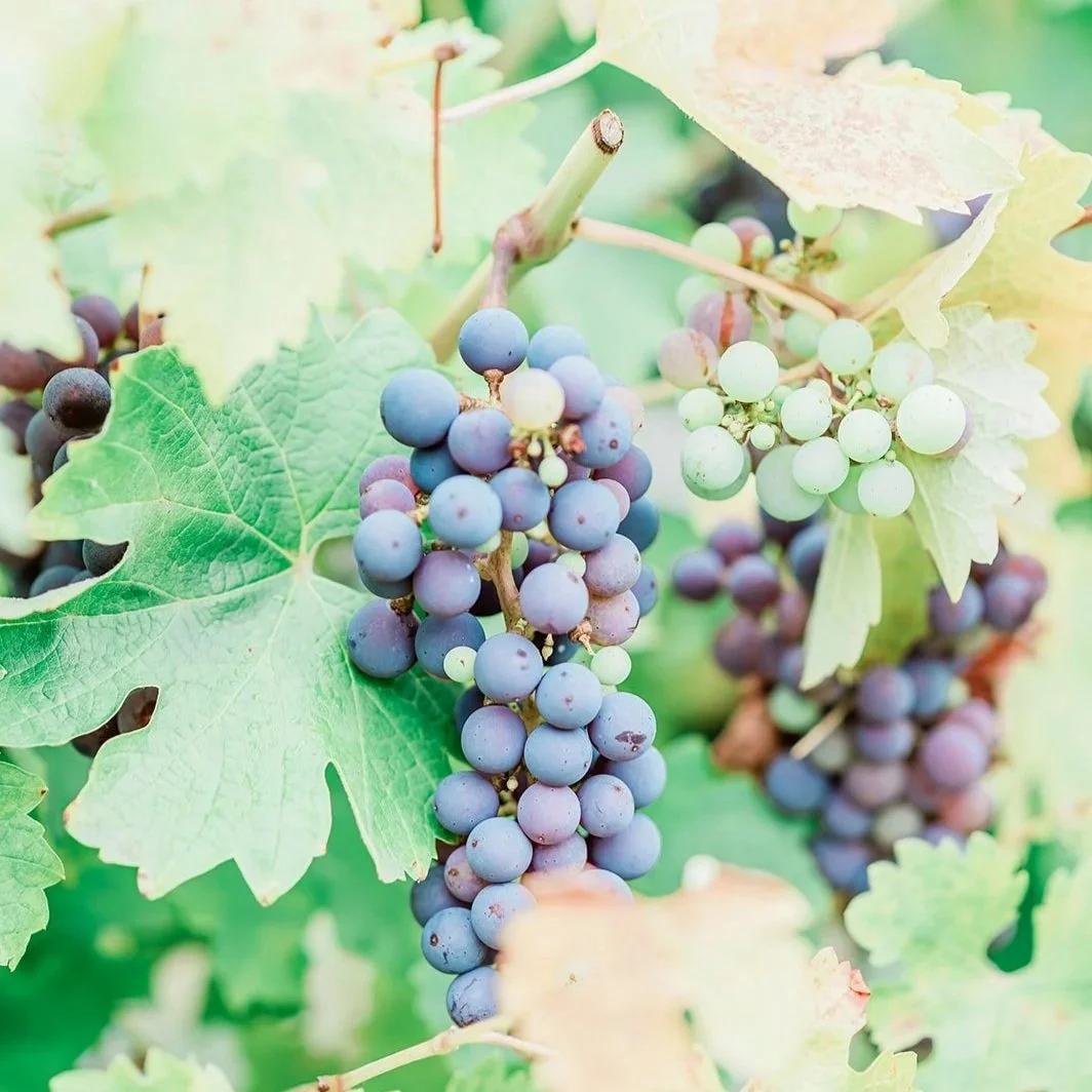 Woodinville Wedding Vineyard