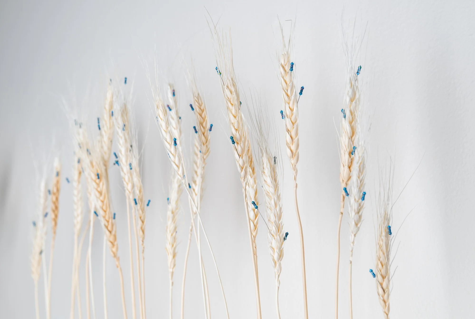 Wheat Promo.jpg