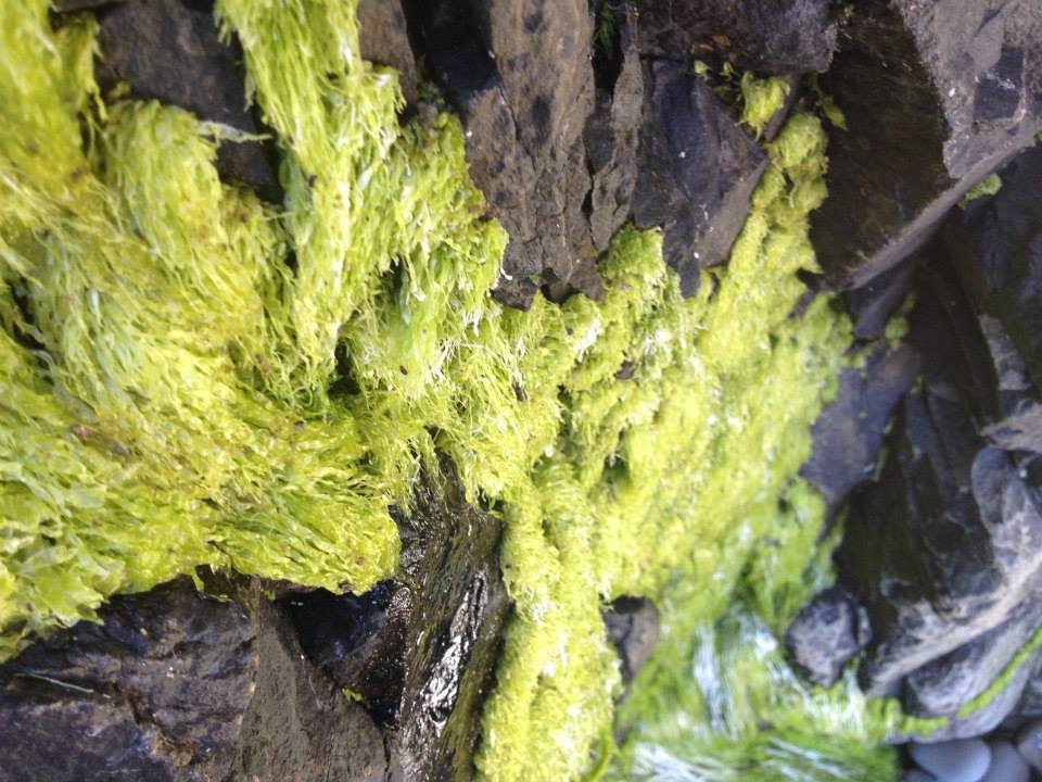 Some incredibly soft green moss that was covering the rocks.