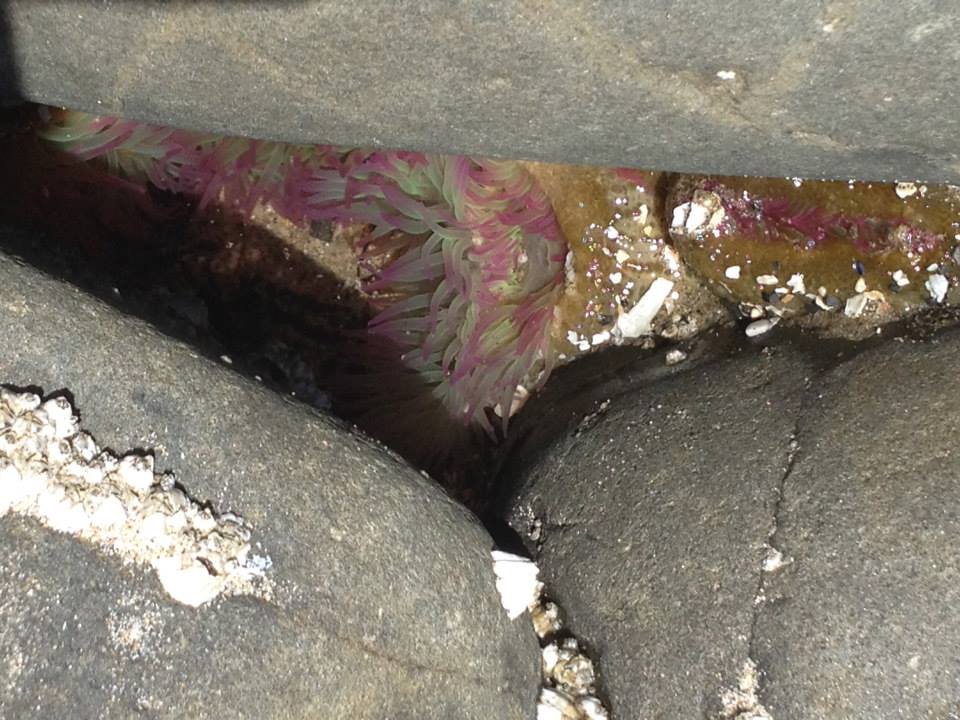 These sea anemones were everywhere!