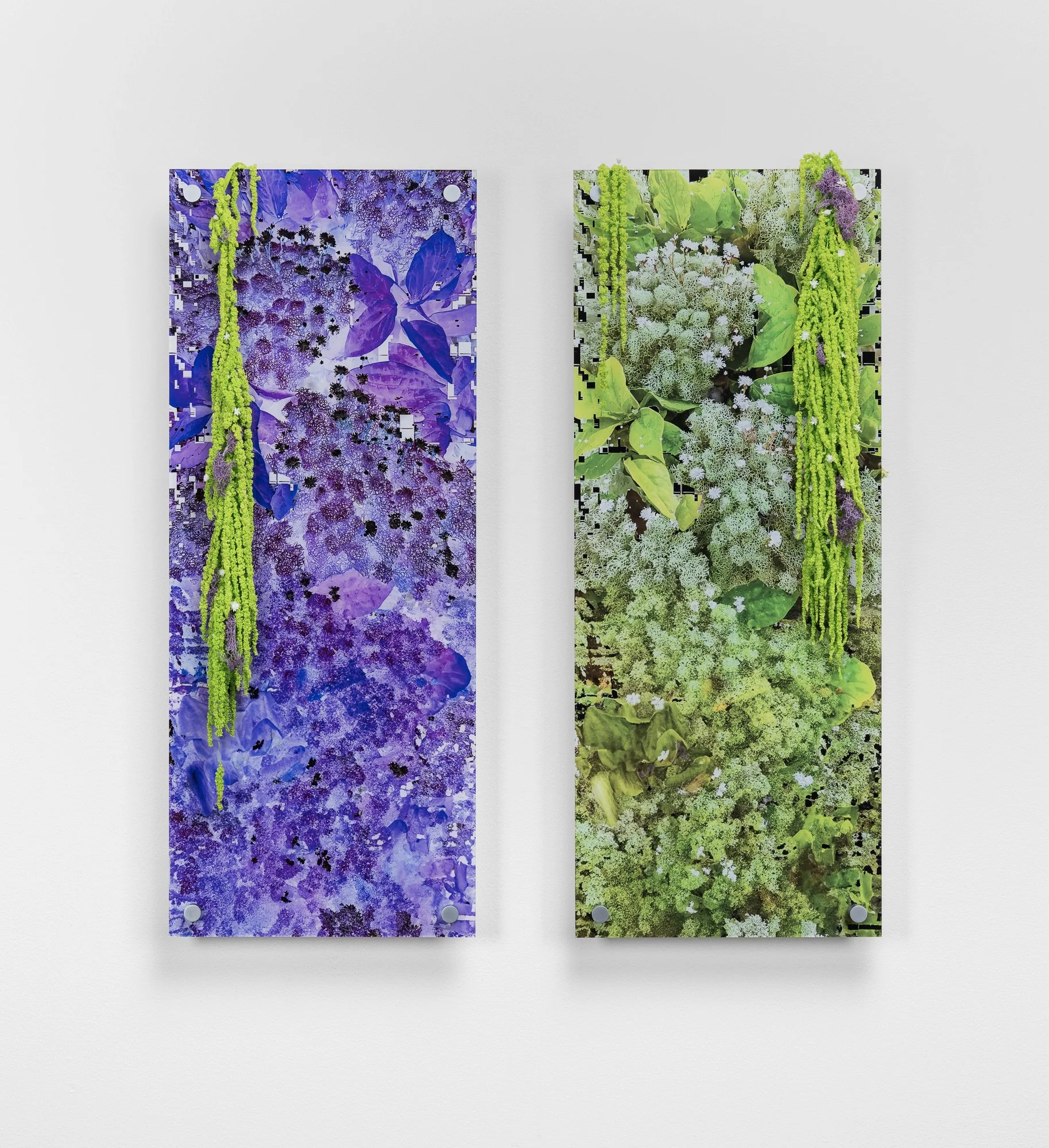 Newman_Green and Purple Moss.jpg
