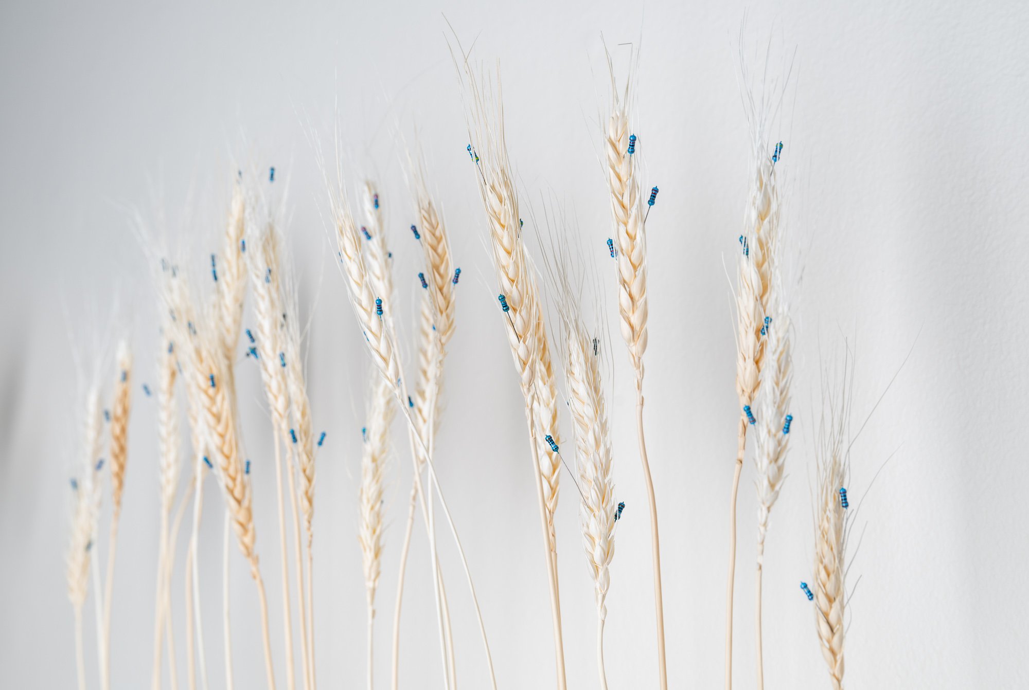 Wheat Promo.jpg