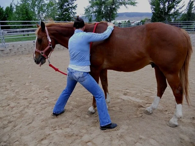 In-person equine craniosacral bodywork session in Reno, Nevada, supporting relaxation, balance, and well-being for horses.