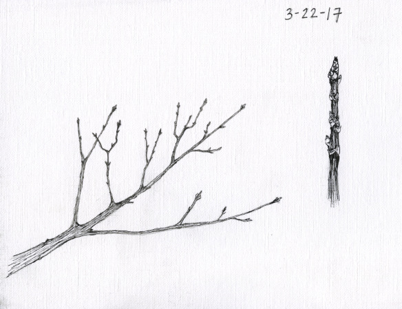 Sugar maple buds. Drawing by Ana Lucia Fernandez