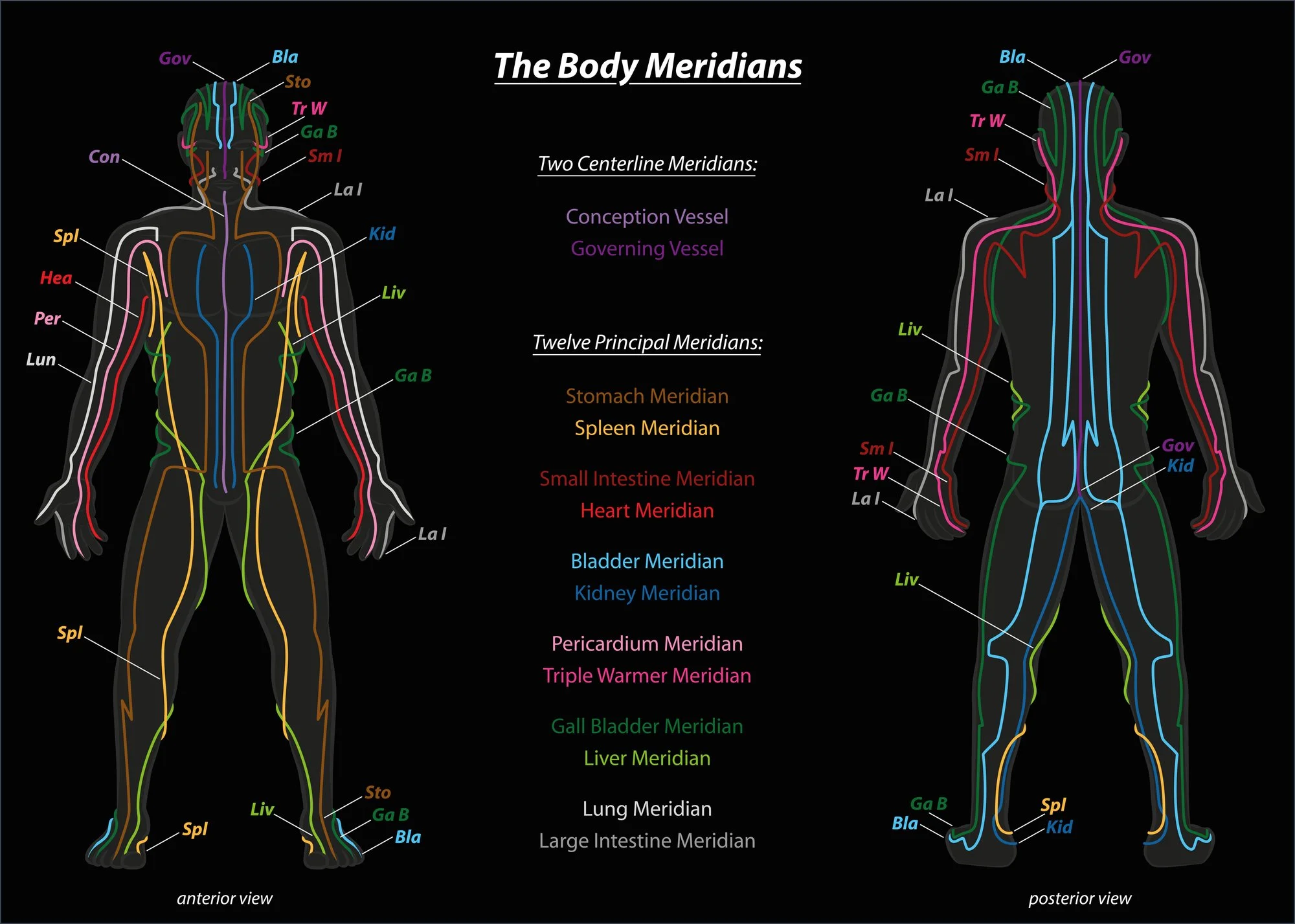 Acupuncture and the Interstitium: A New Look at the Body’s Hidden Pathways