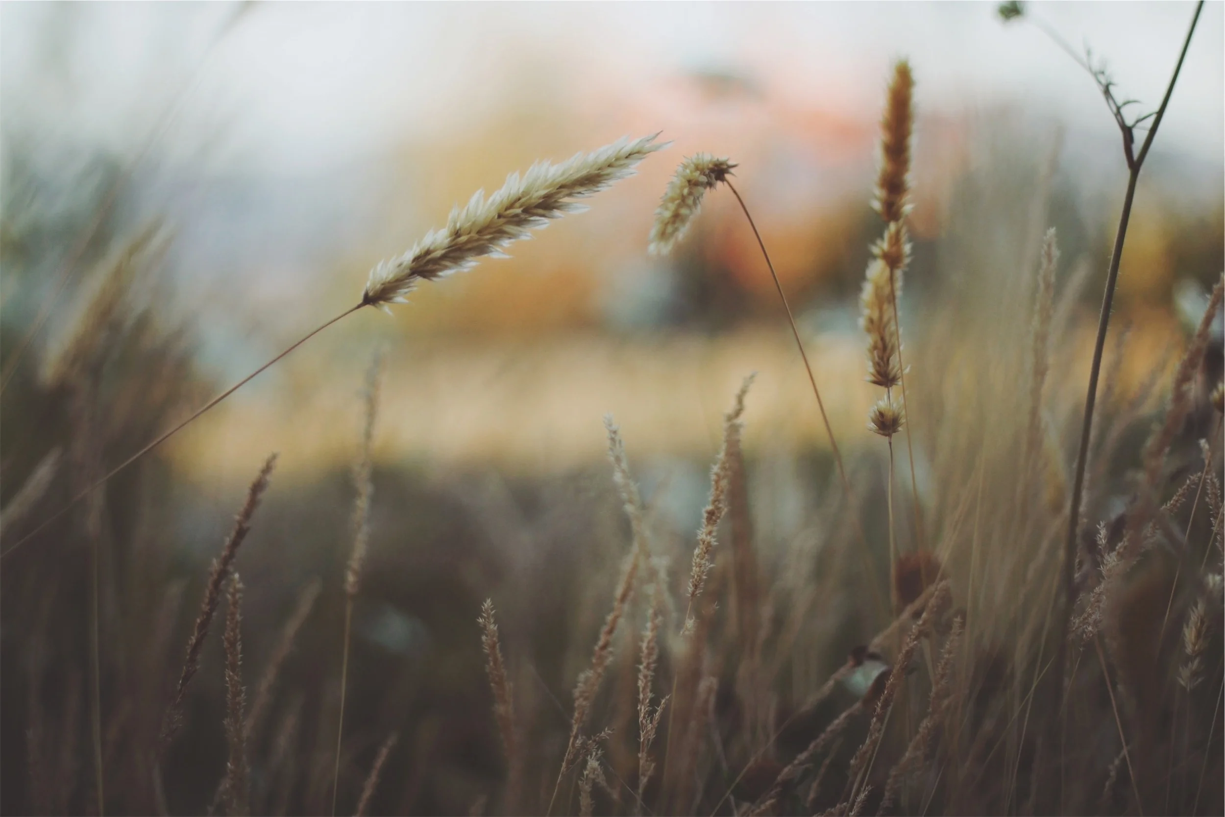 fields.jpg
