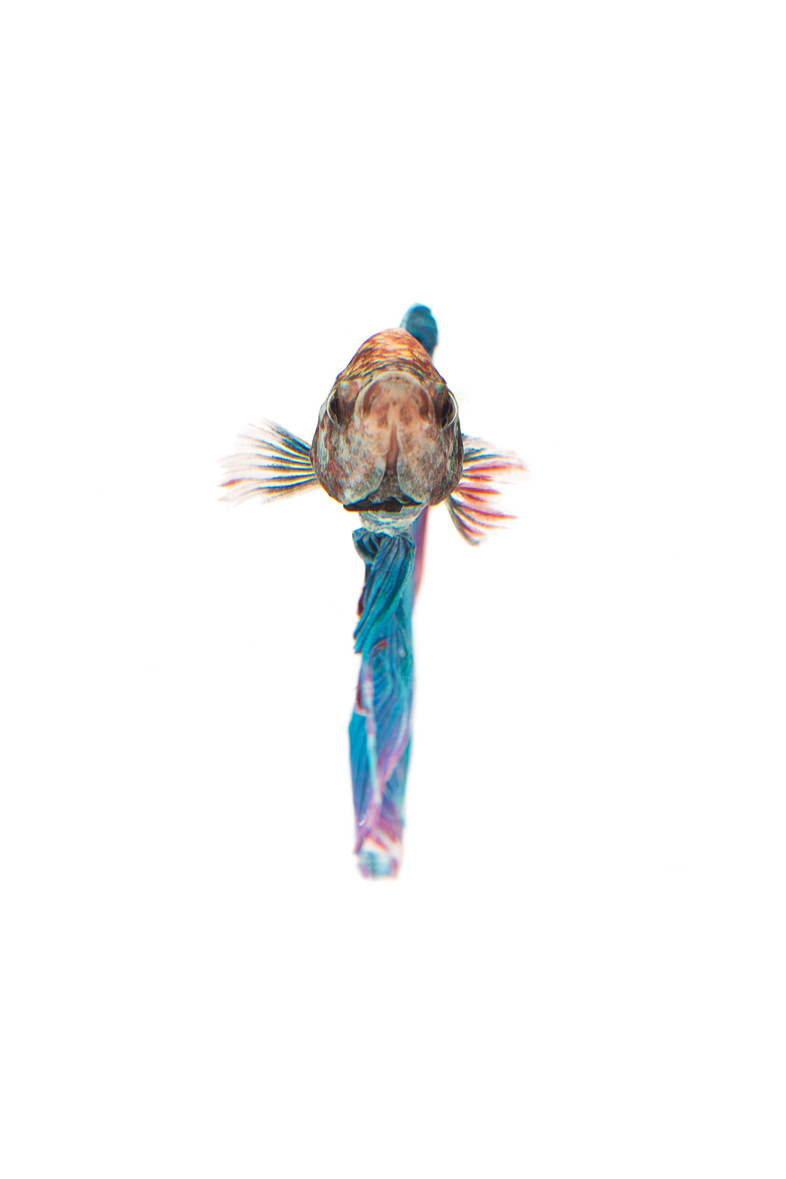 Veil Tail (male) Betta - Siamese Fighting Fish