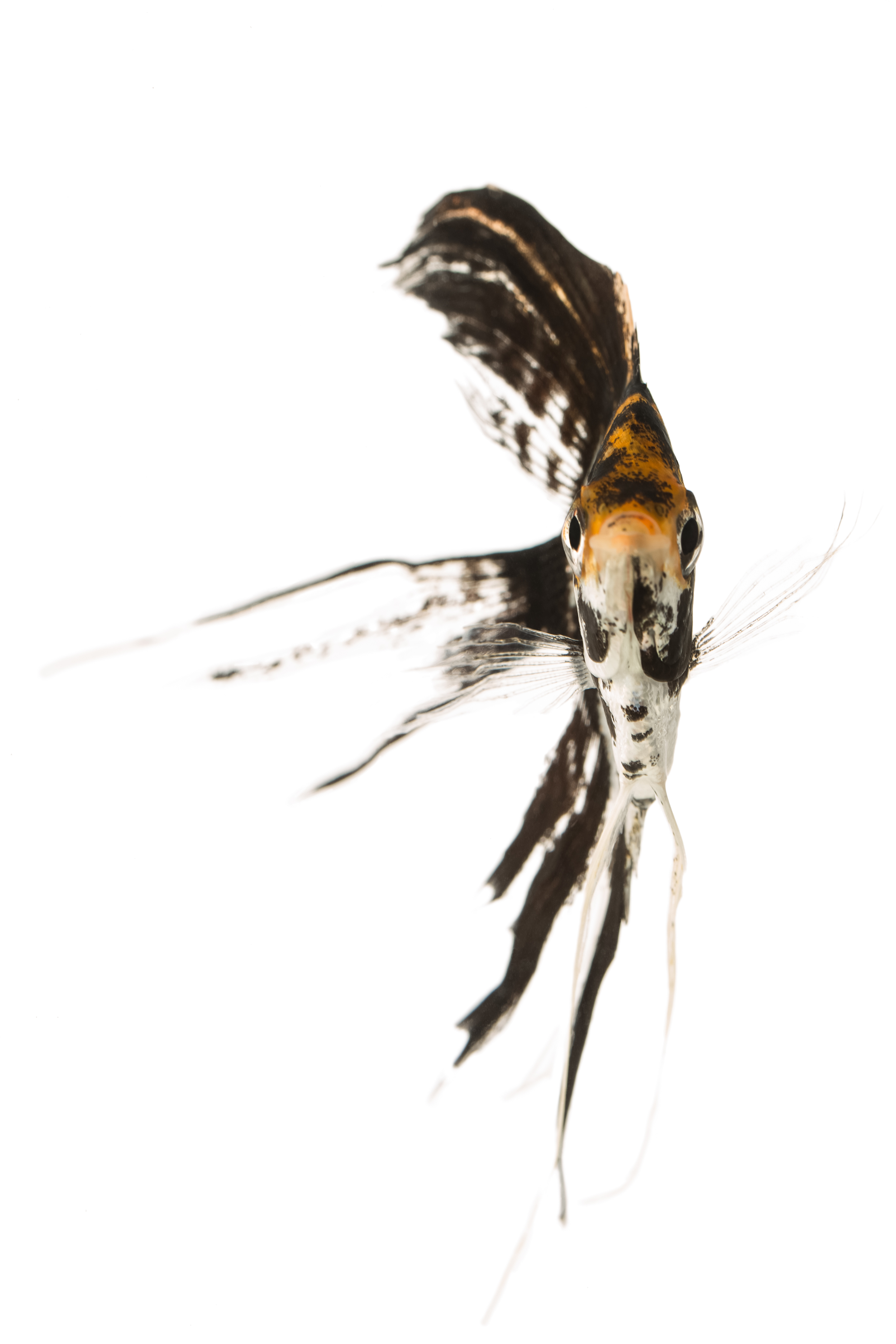 Freshwater Angelfish - Pterophyllum