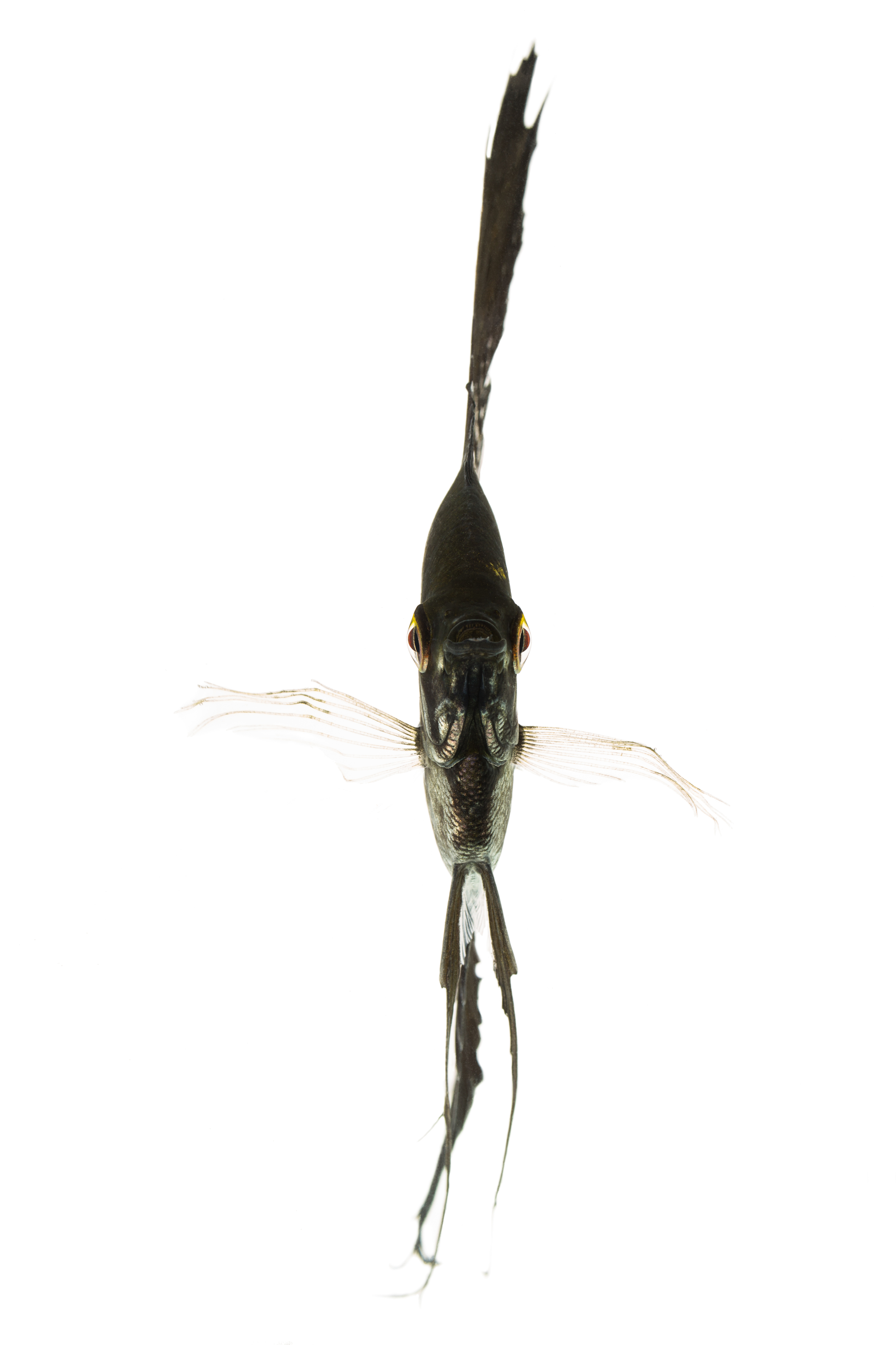 Freshwater (black veil) Angelfish - Pterophyllum