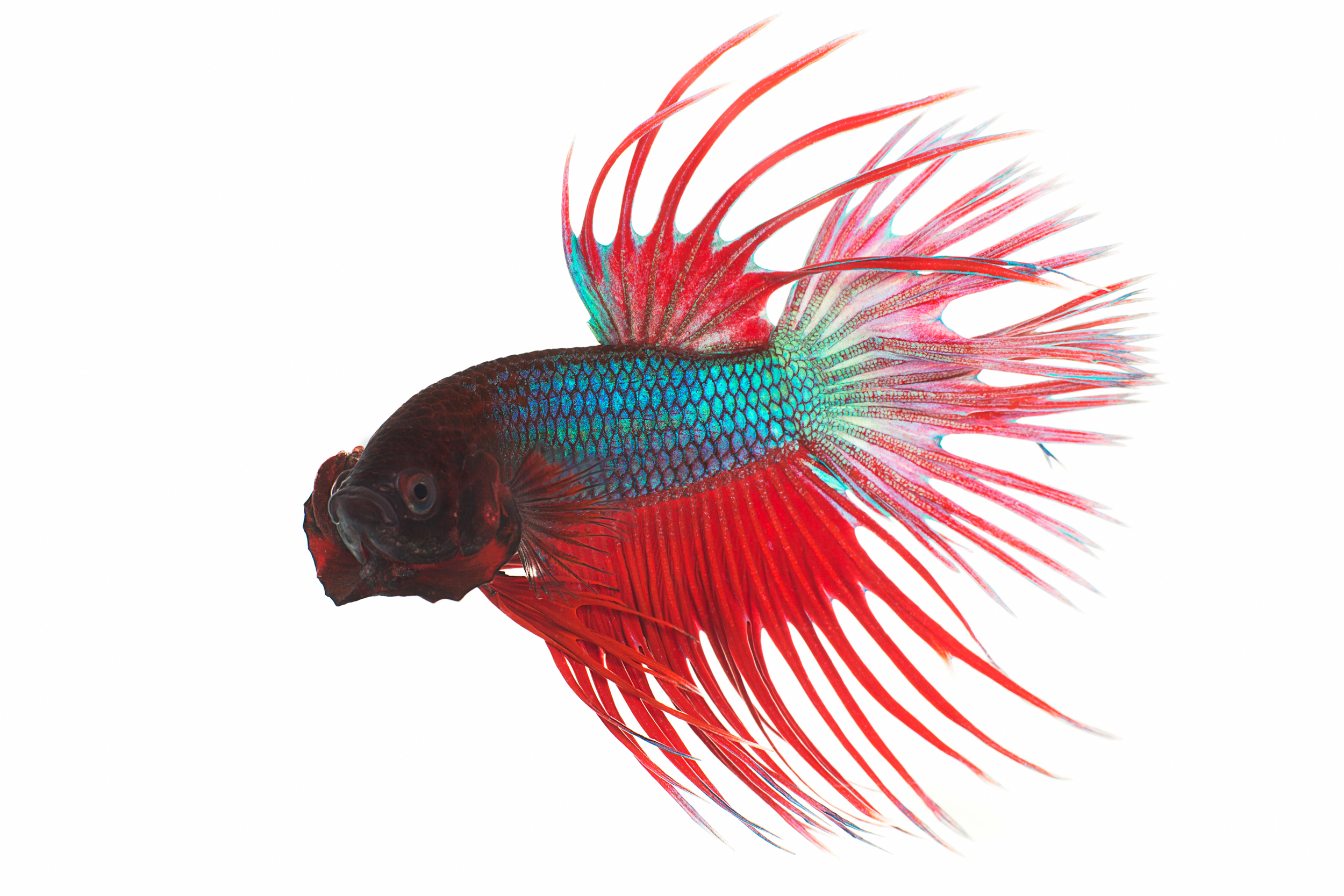 Crown tail (Male) Betta