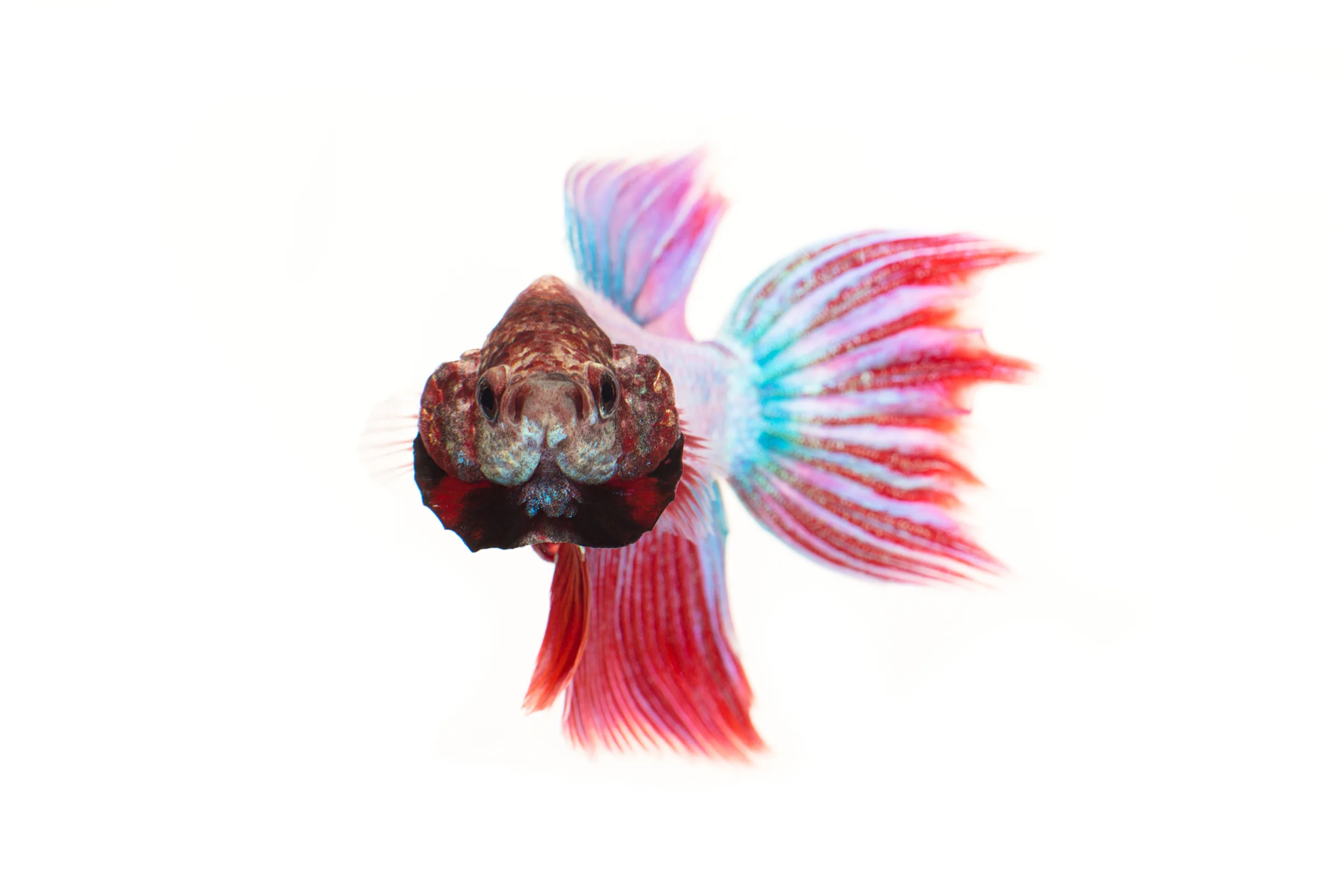 Plakat Betta (male) - Siamese Fighting Fish