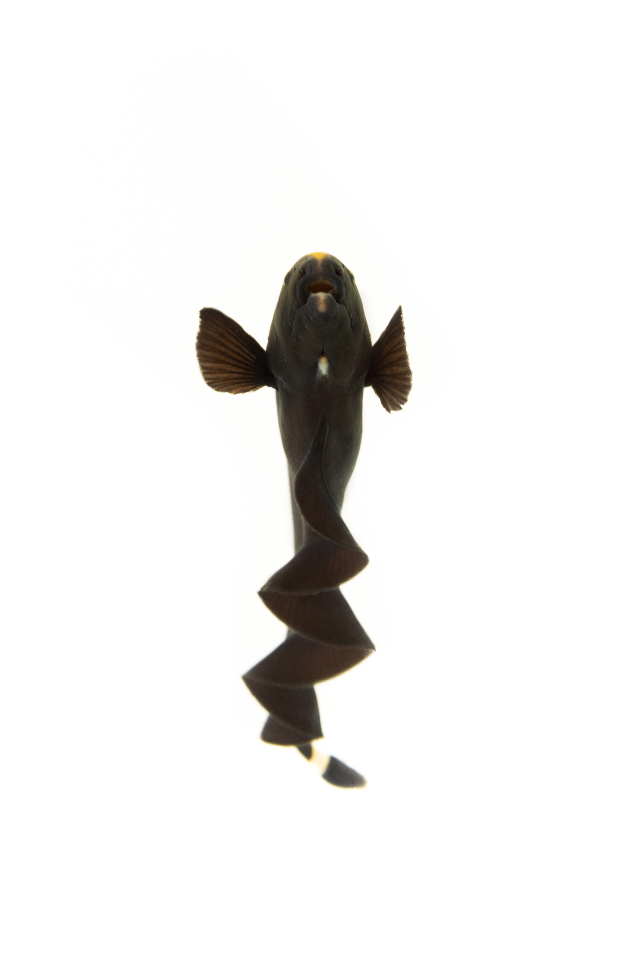 Black Ghost Knifefish (Apteronotus albifrons)