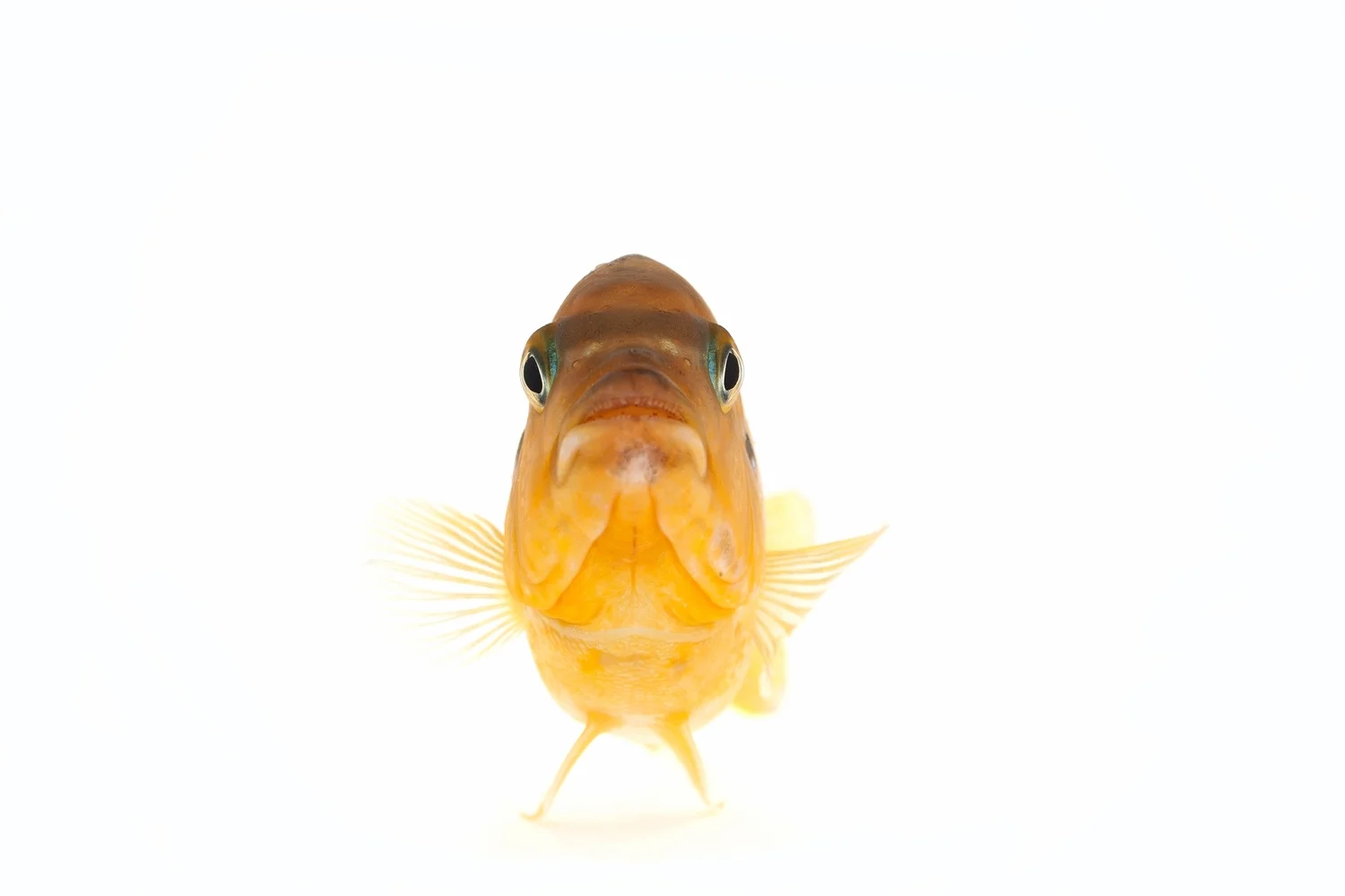 African Cichlid - (Male) Kenyi