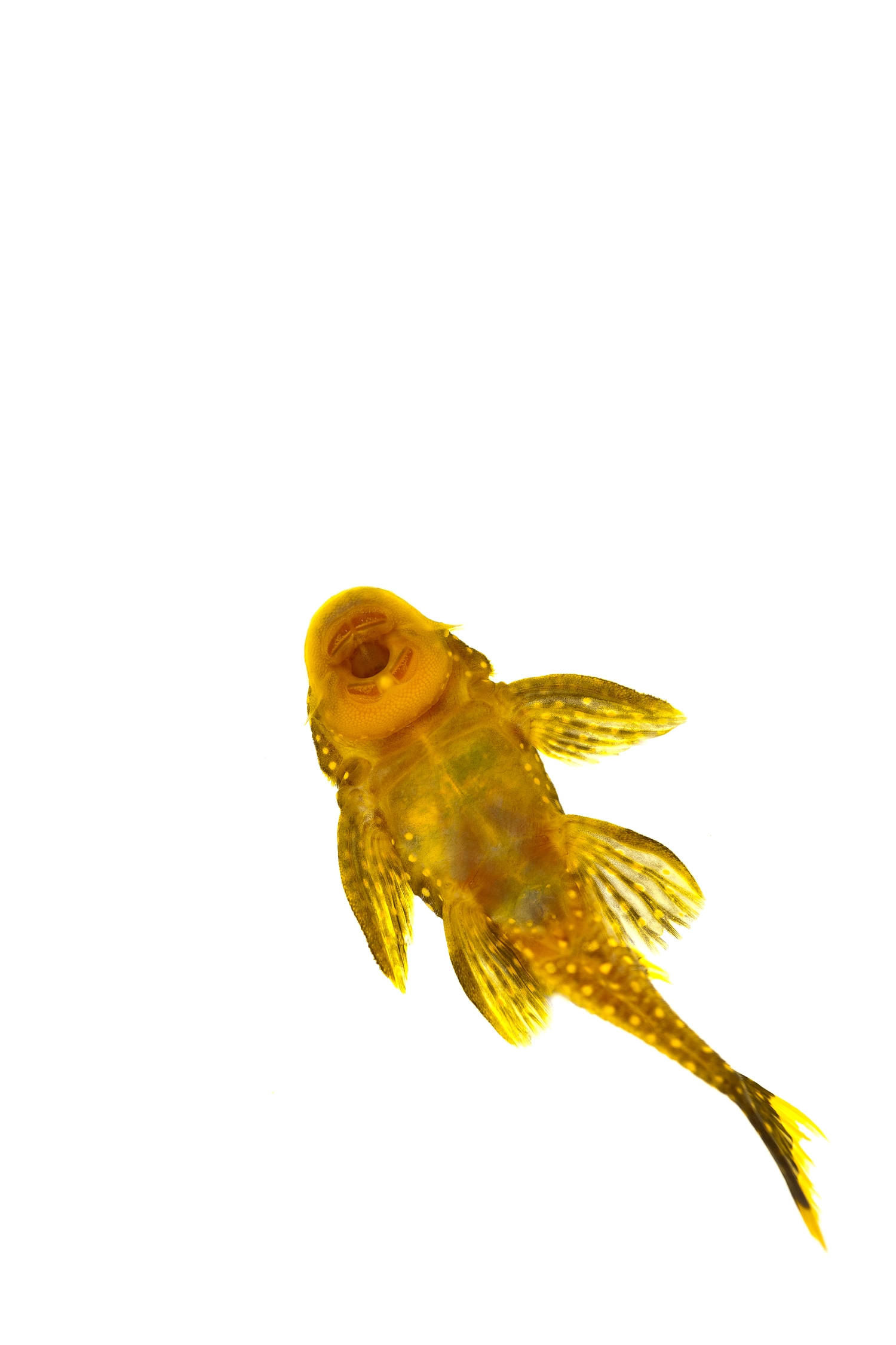 Gold Nugget Pleco