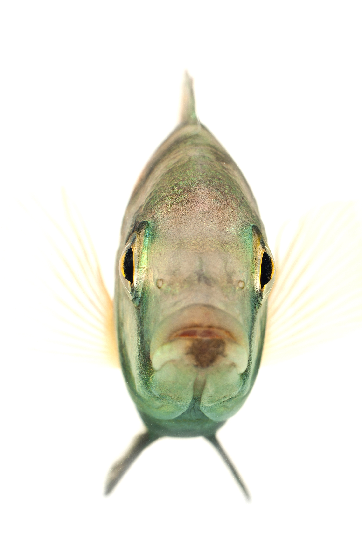 African Cichlid - Malawi Haplochromis