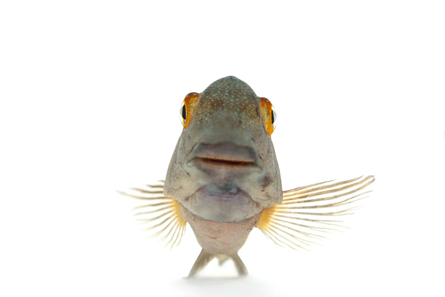 African Cichlid - Tropheus Moorii "Blunt-Head"