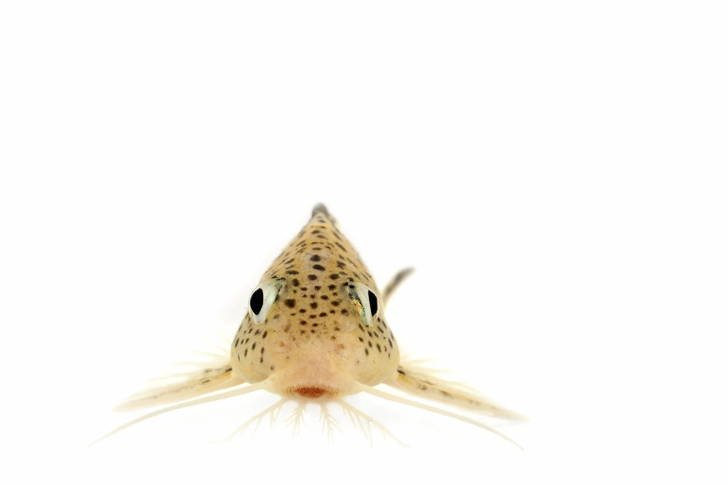 Synodontis