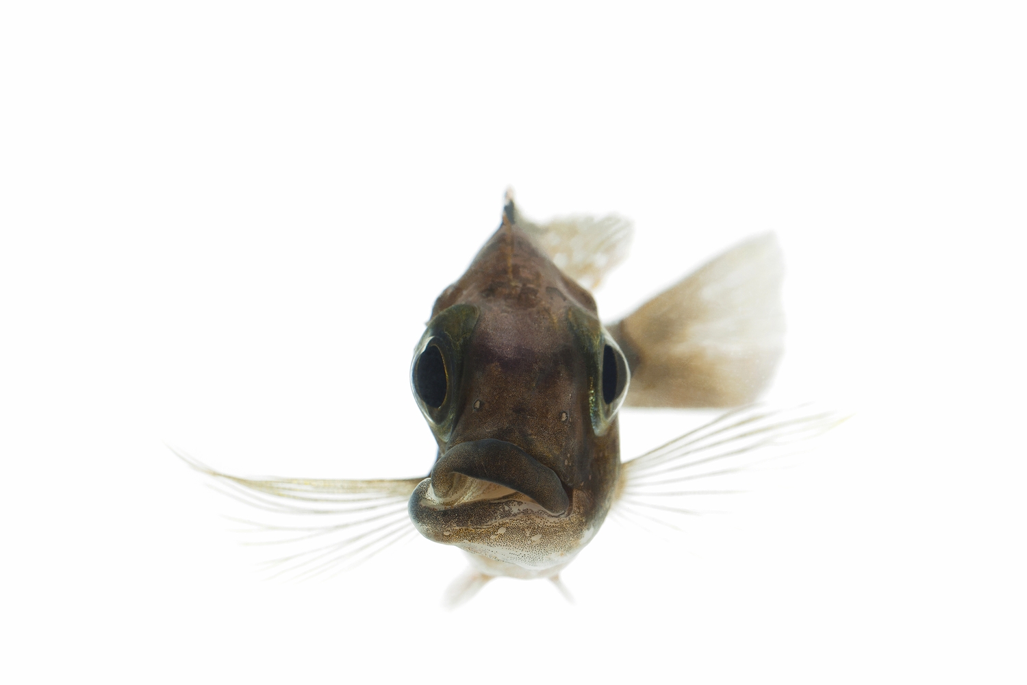 African Cichlid - Otopharynx Lithobate (Female)