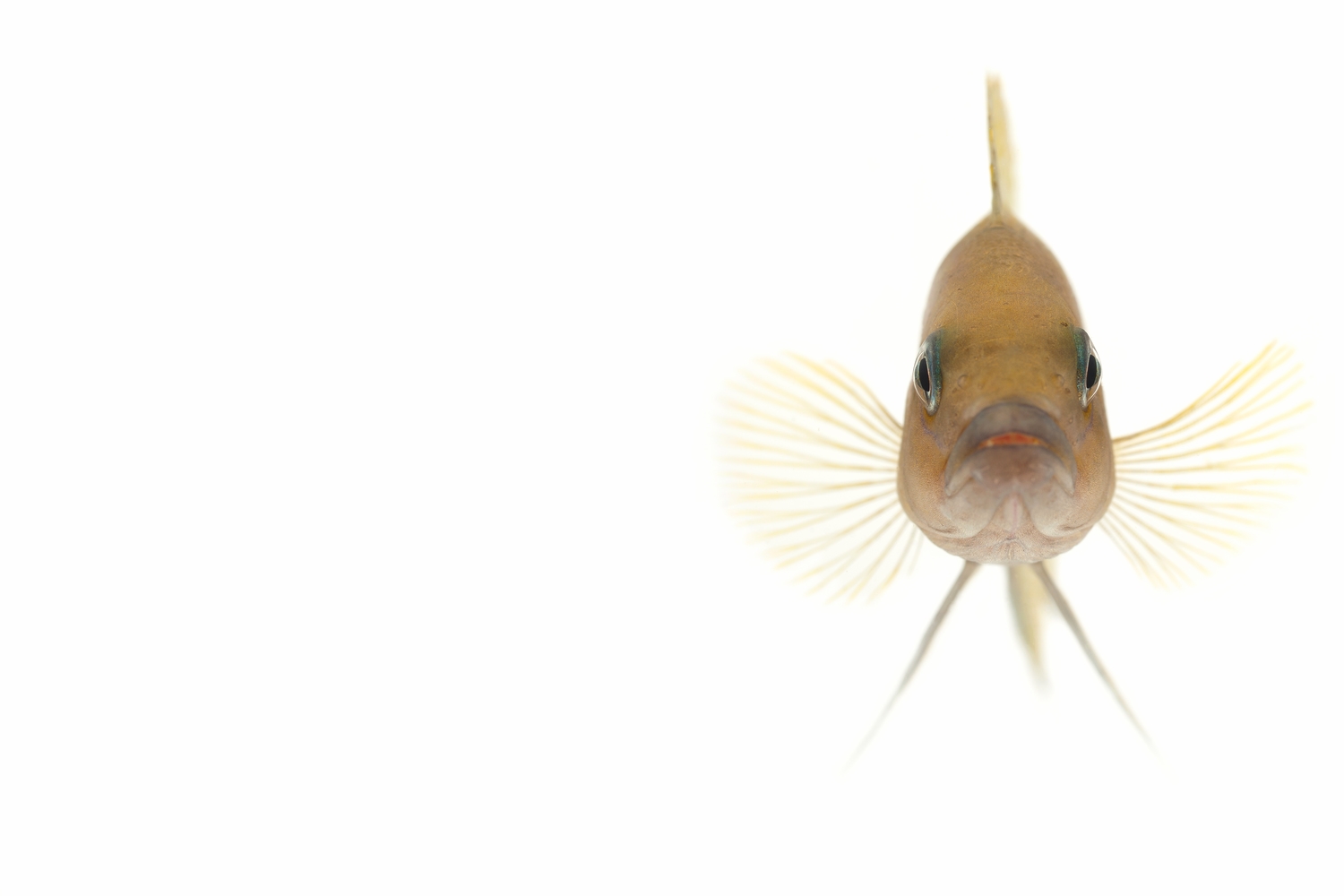 African Cichlid -  "Helianthus" NeoLamprologus