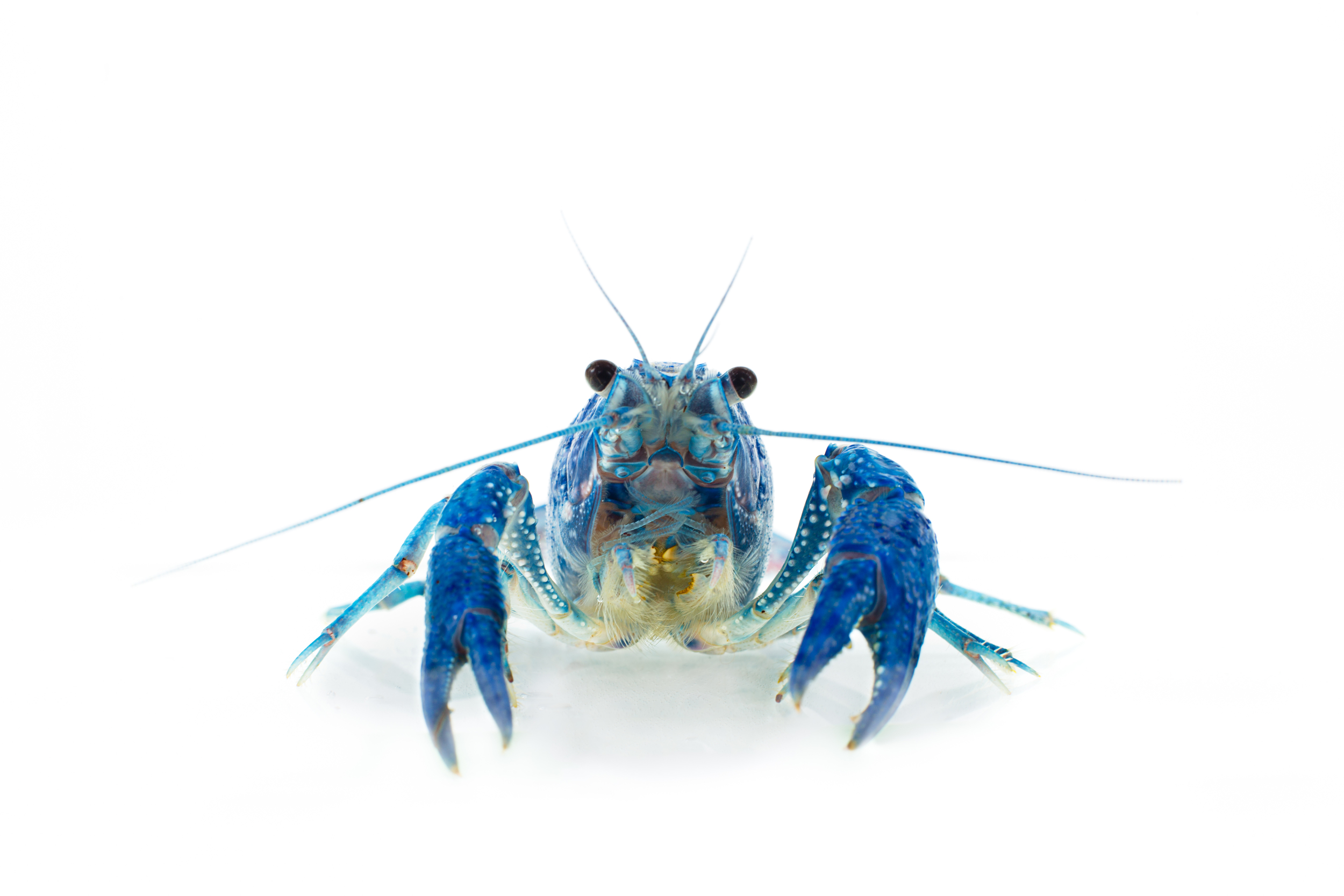 Procambarus alleni "Blue Crayfish"