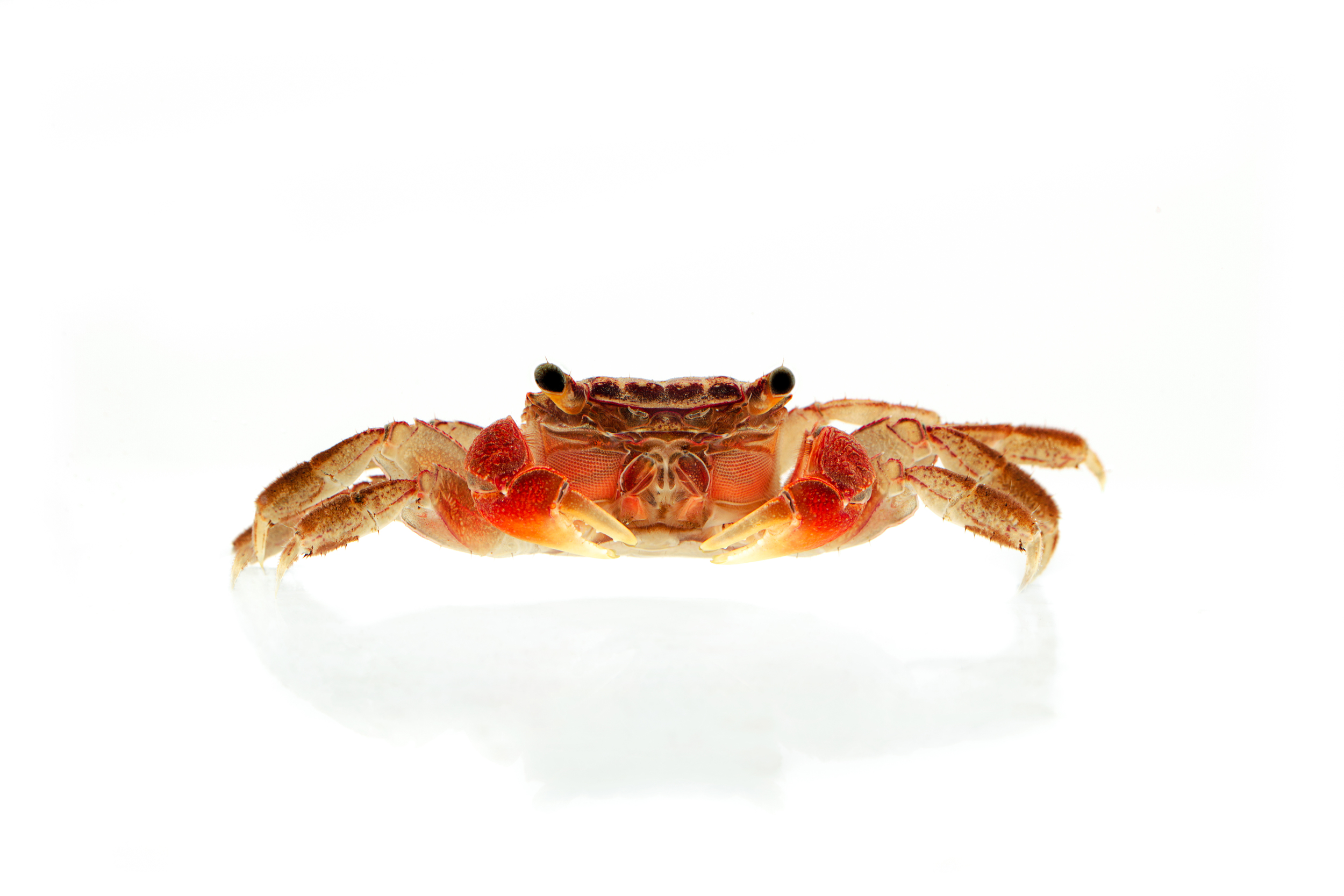 Perisesarma bidens - "The red-clawed crab" 