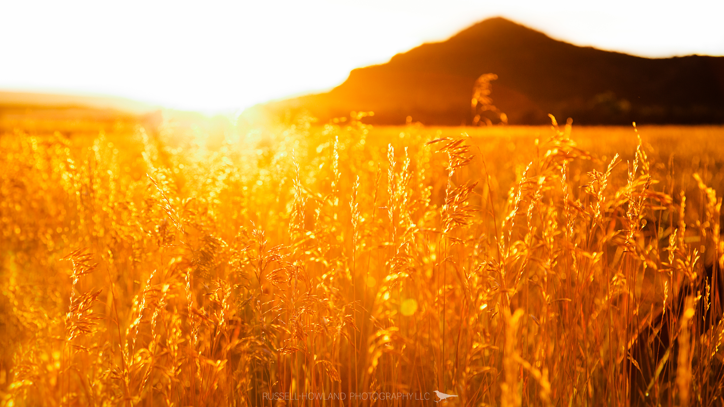 Amber Waves of Grain