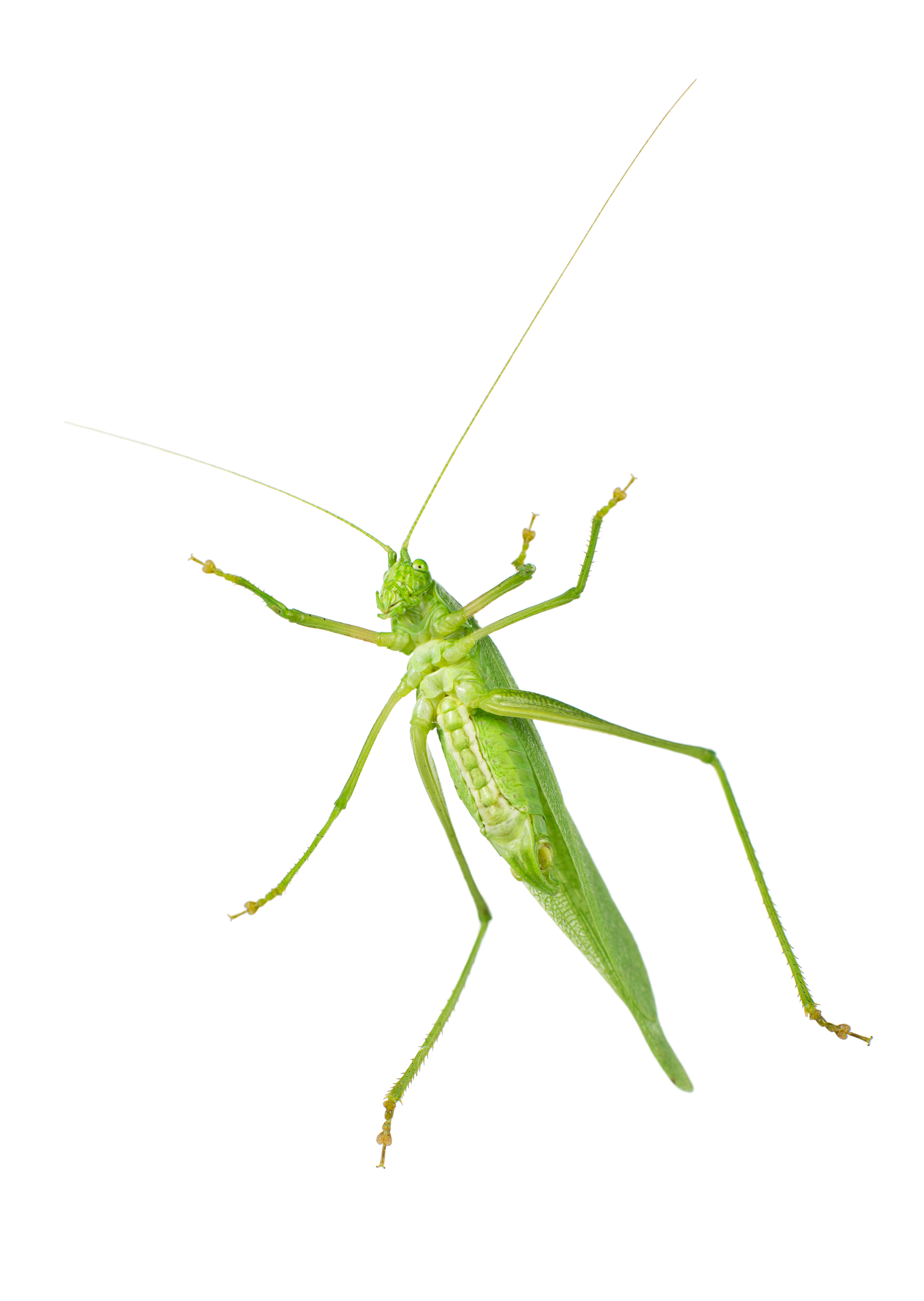 Scudderia Furcata - Fork-Tailed Bush Katydid