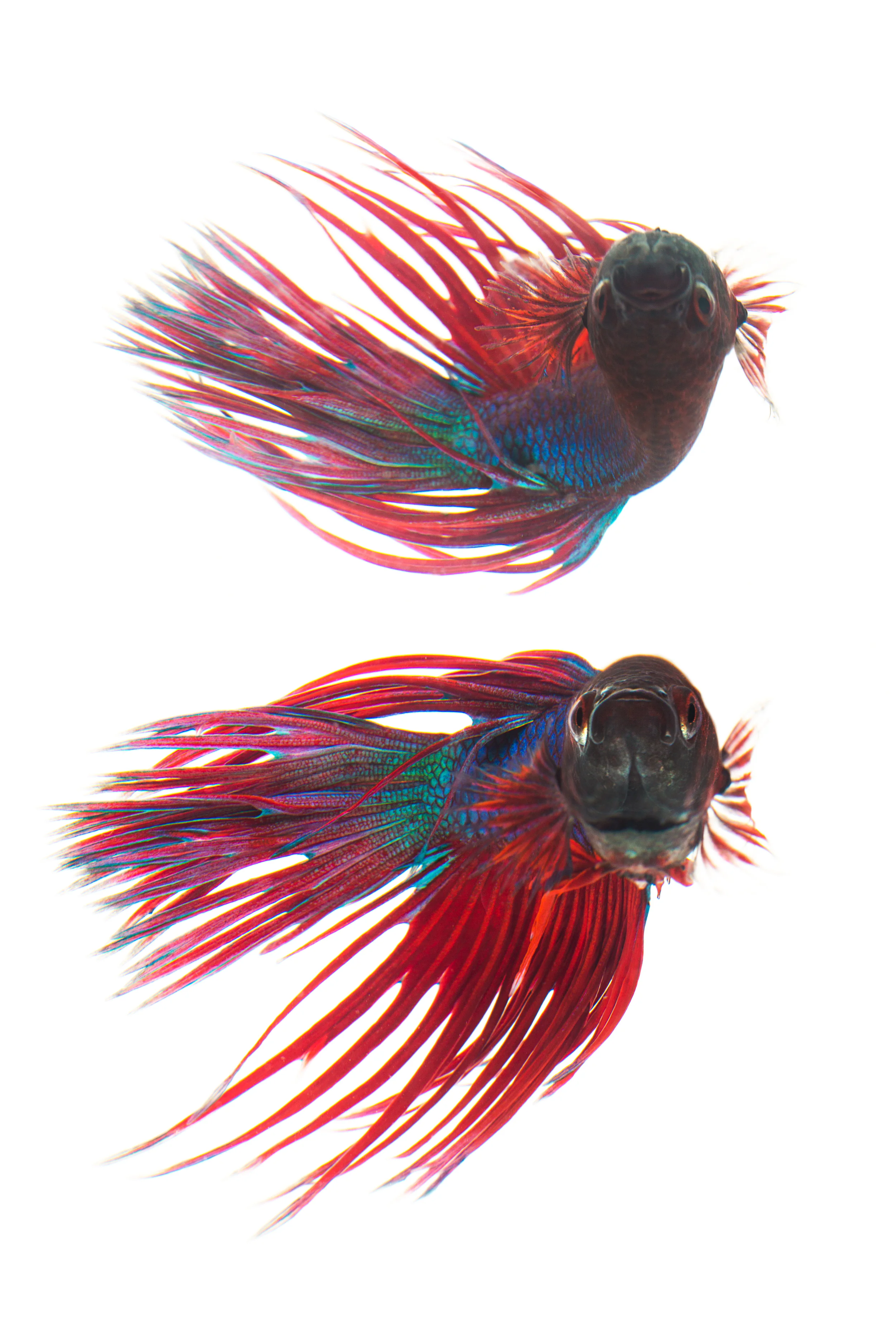Crown tail (Male) Betta