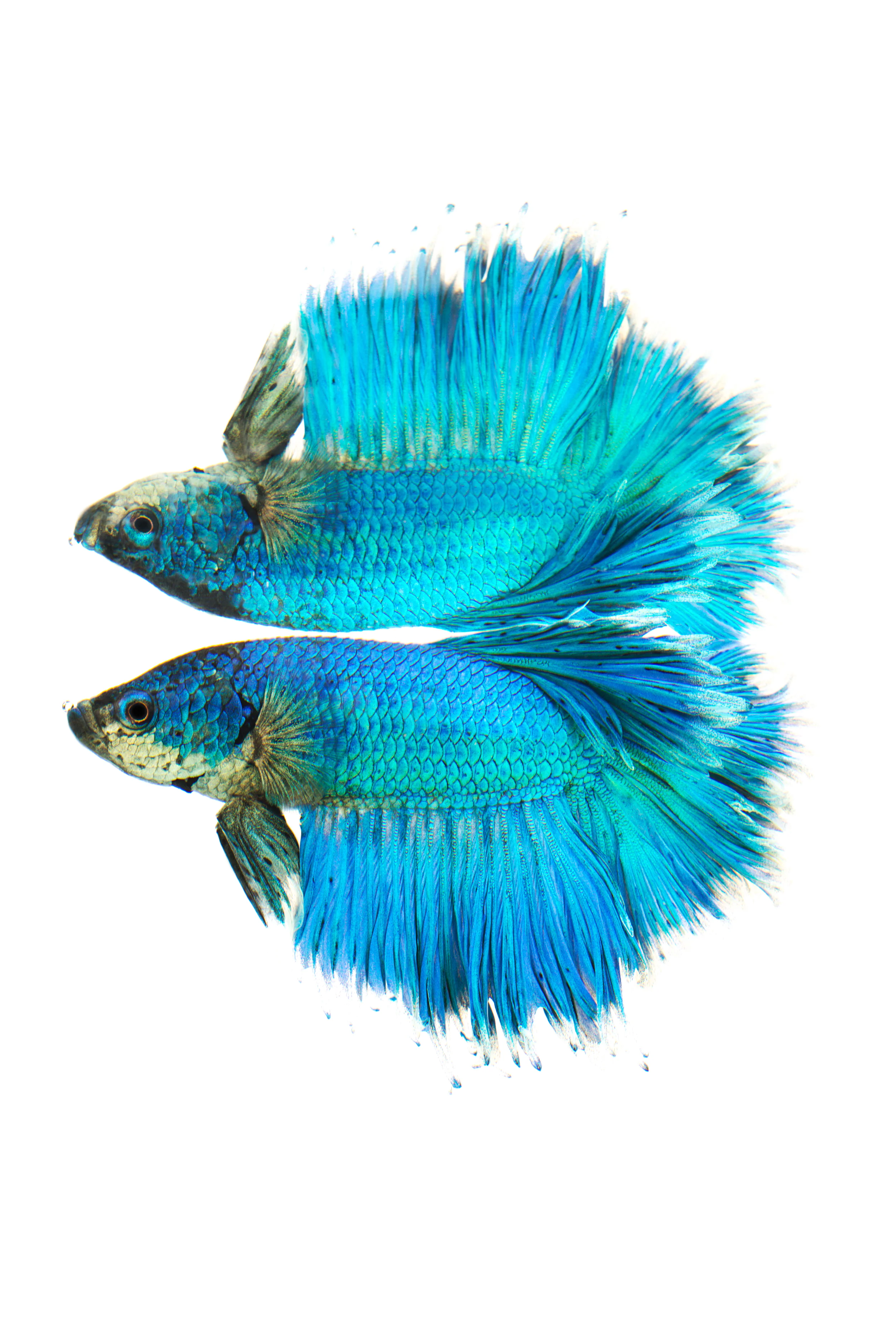 Rose Petal (male) - Siamese Fighting Fish