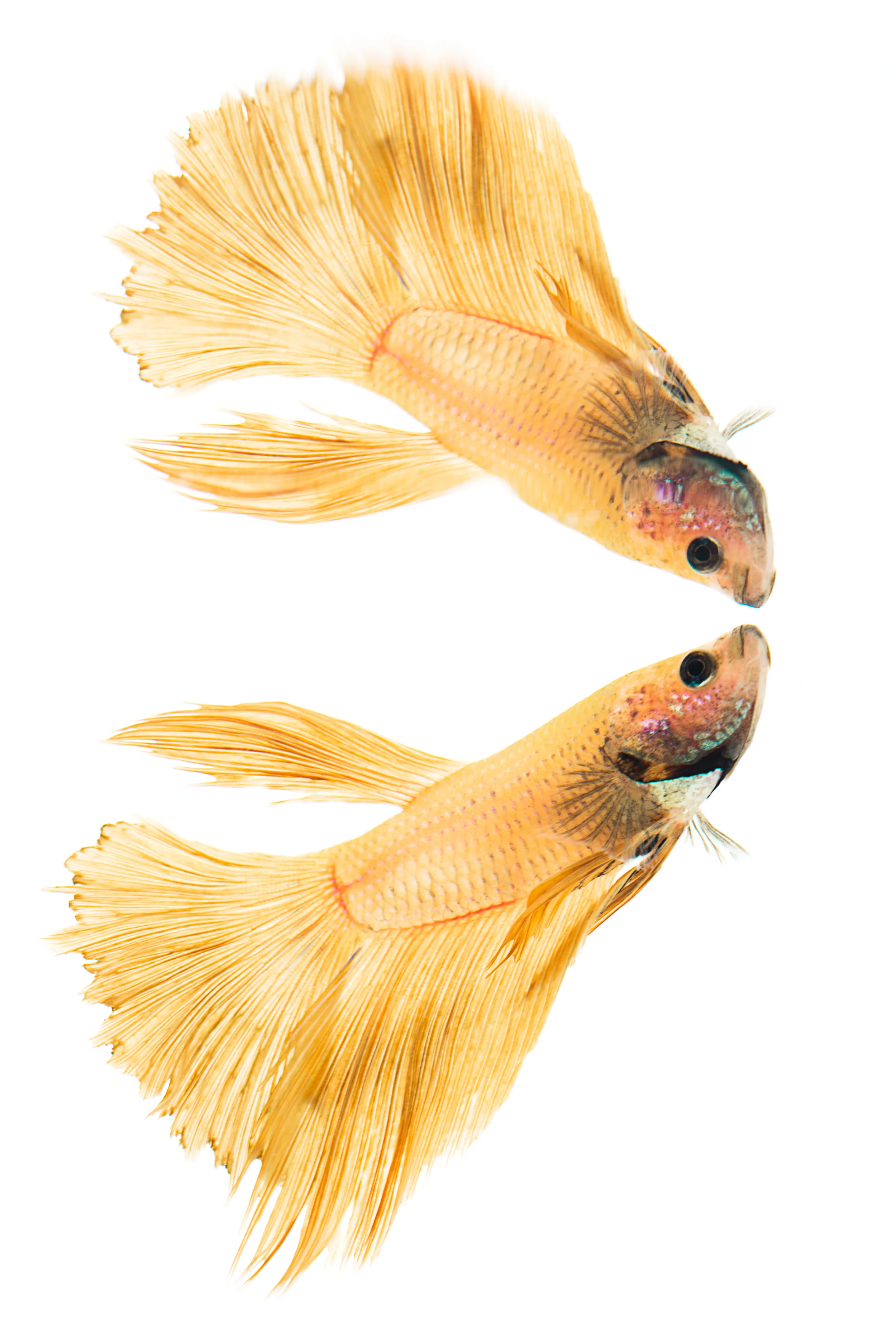 Half-Moon (male) - Siamese Fighting Fish