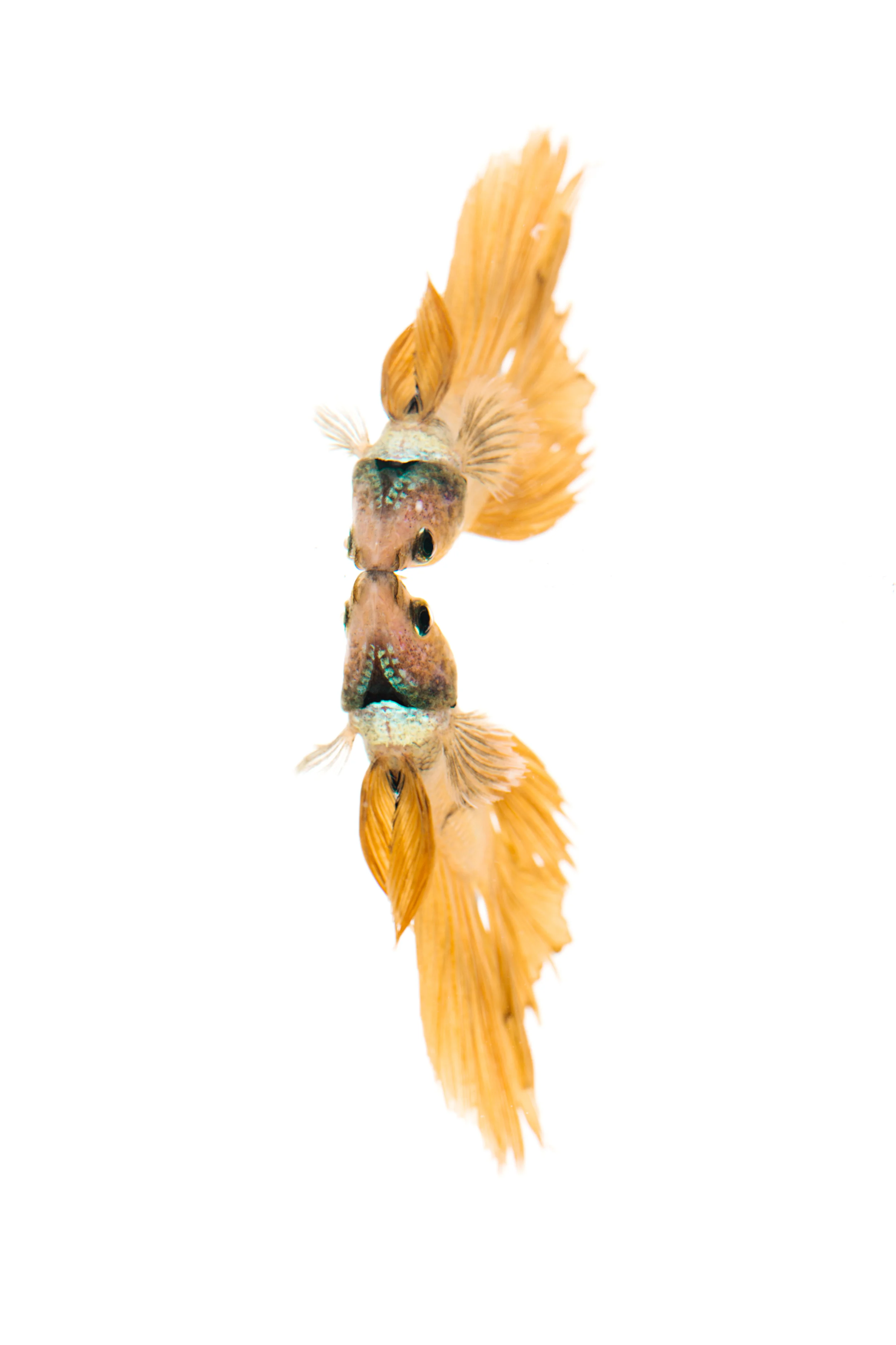 Half-Moon (male) - Siamese Fighting Fish