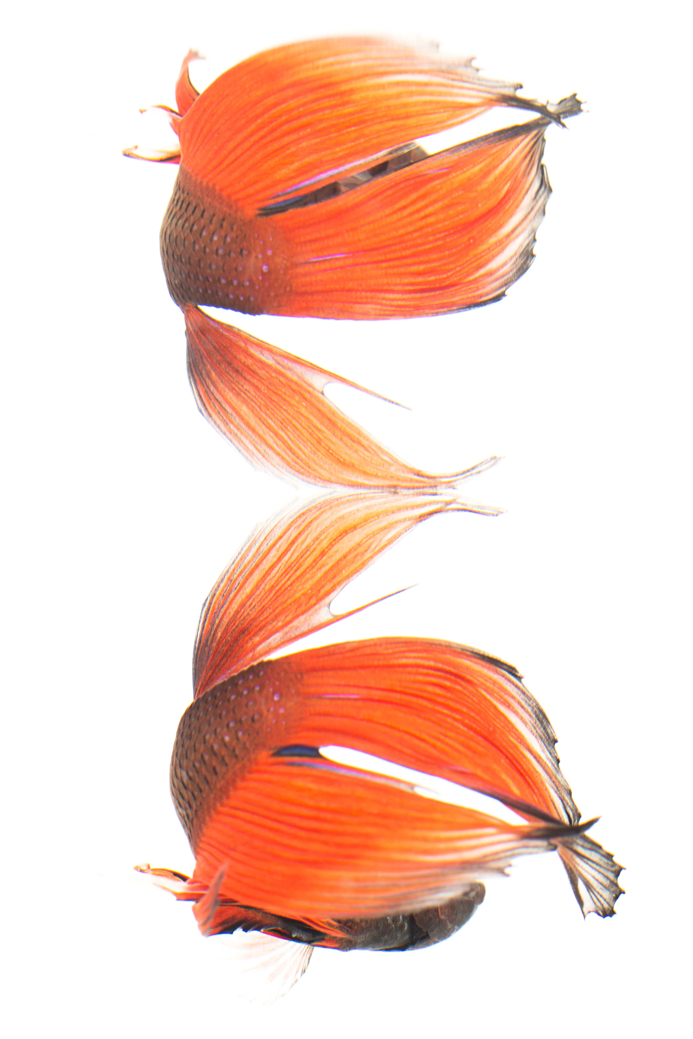 Spade Tailed Betta (male) - Siamese Fighting fish