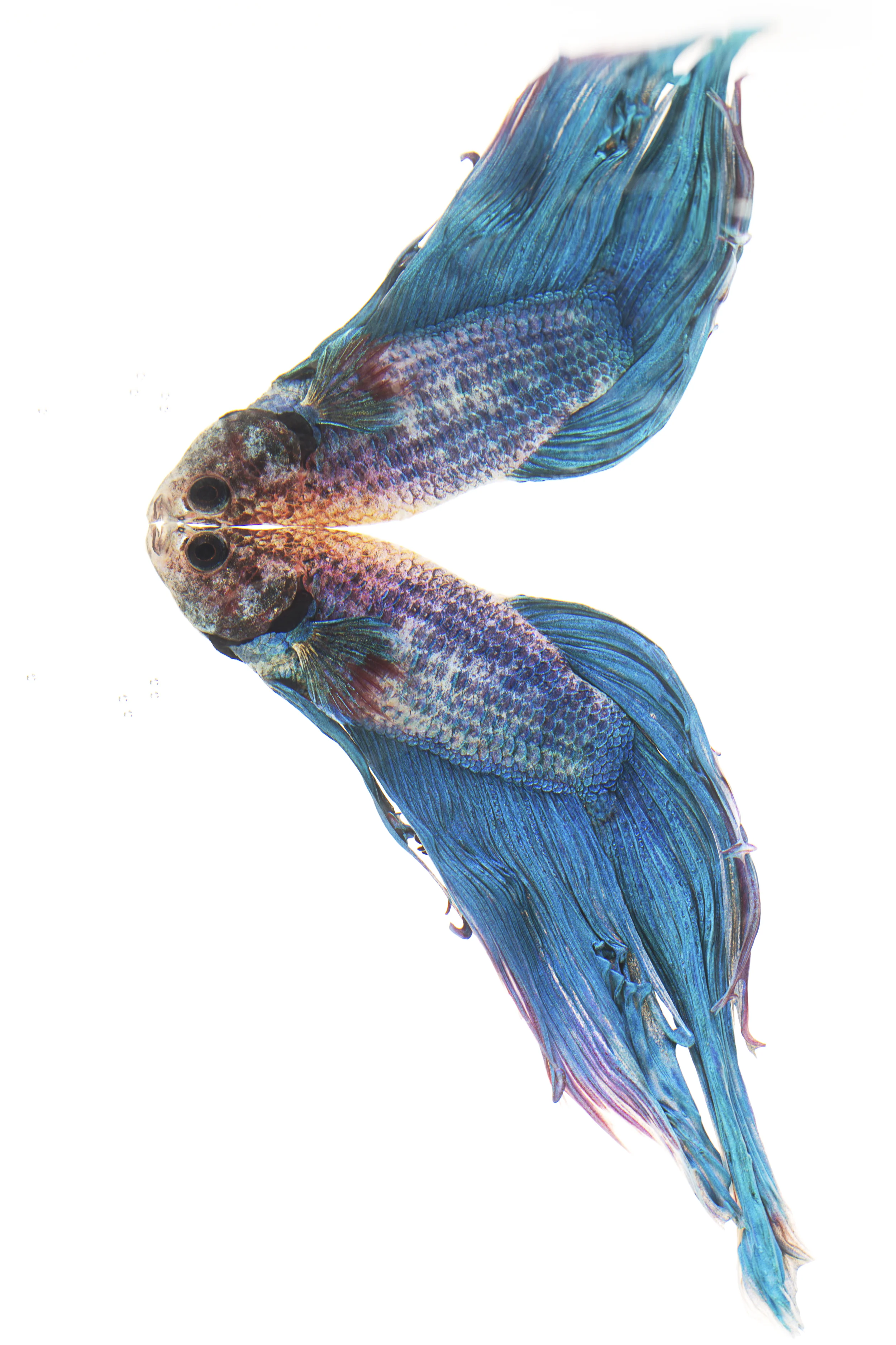Veiltail Betta (male) - Siamese Fighting fish