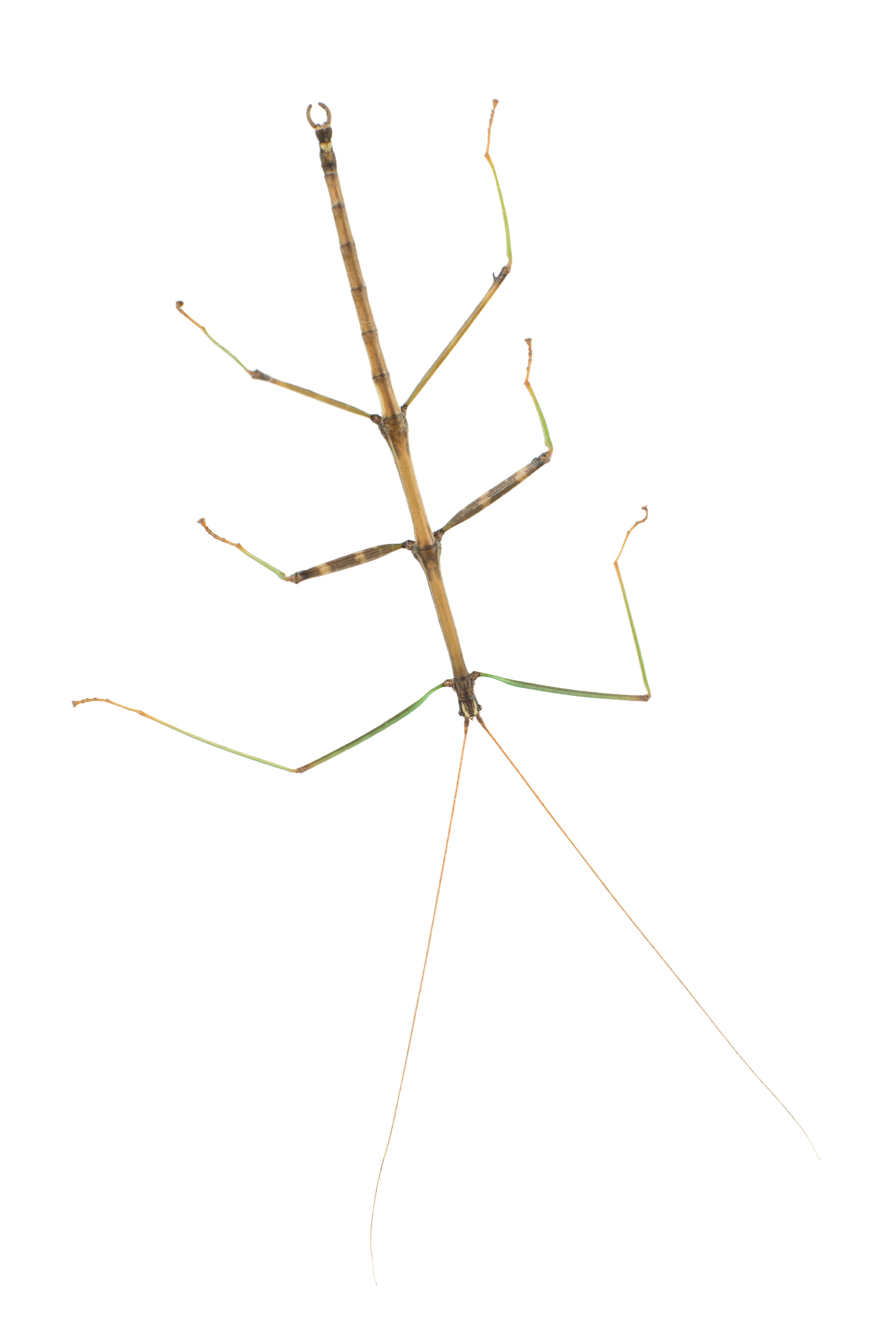 Diapheromera femorata- Common Walkingstick