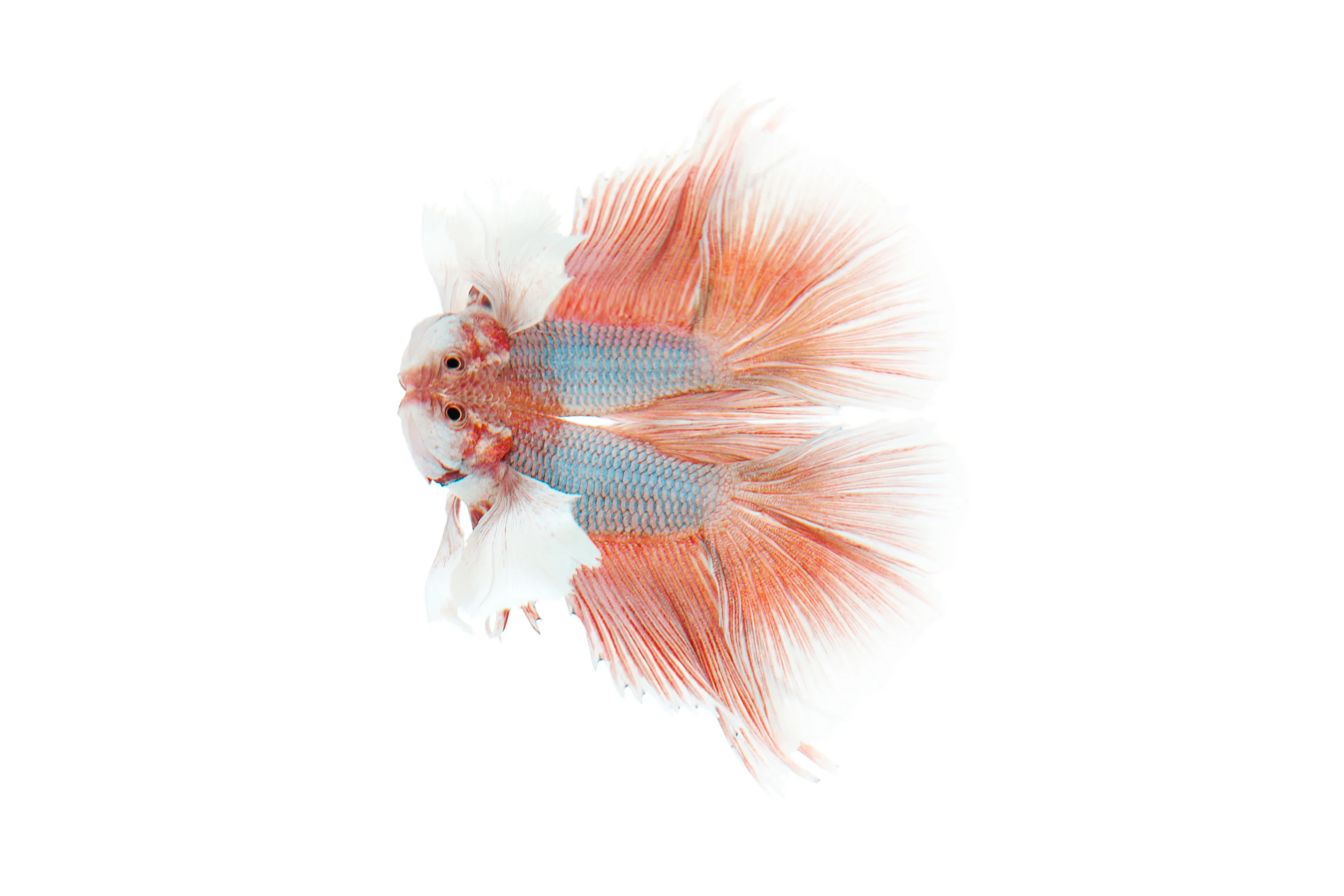 "Elephant Ear" Male Betta