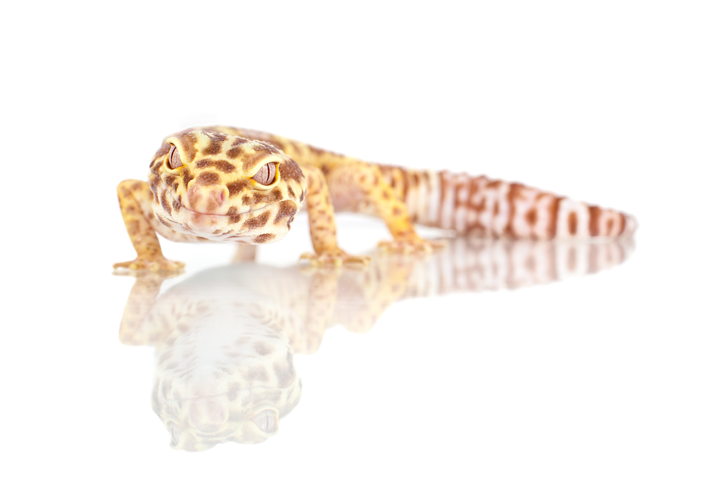 Leopard Gecko
