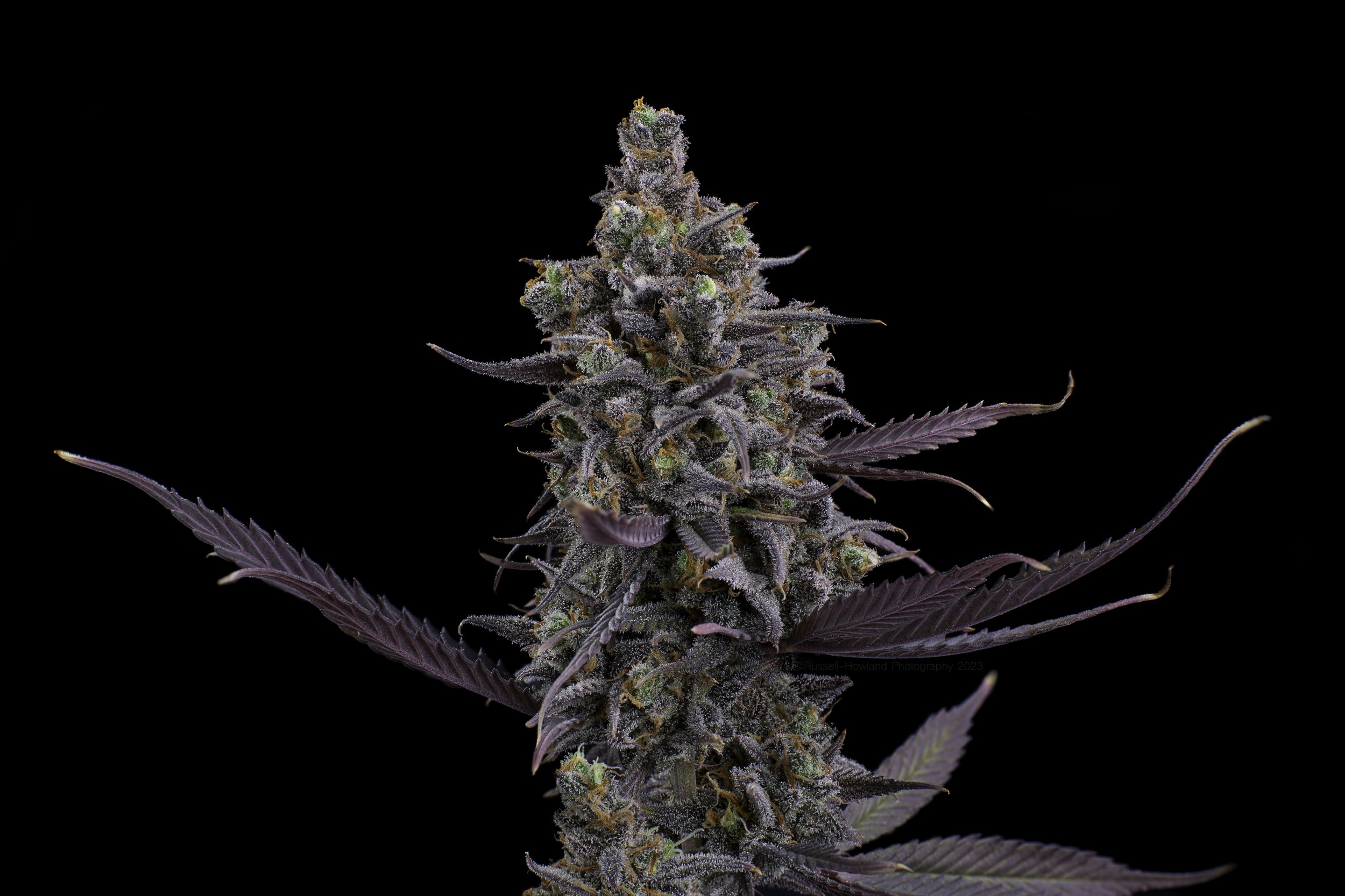 PineappleXX-FullNug-1 (B,R39,S1)-Edit.jpg